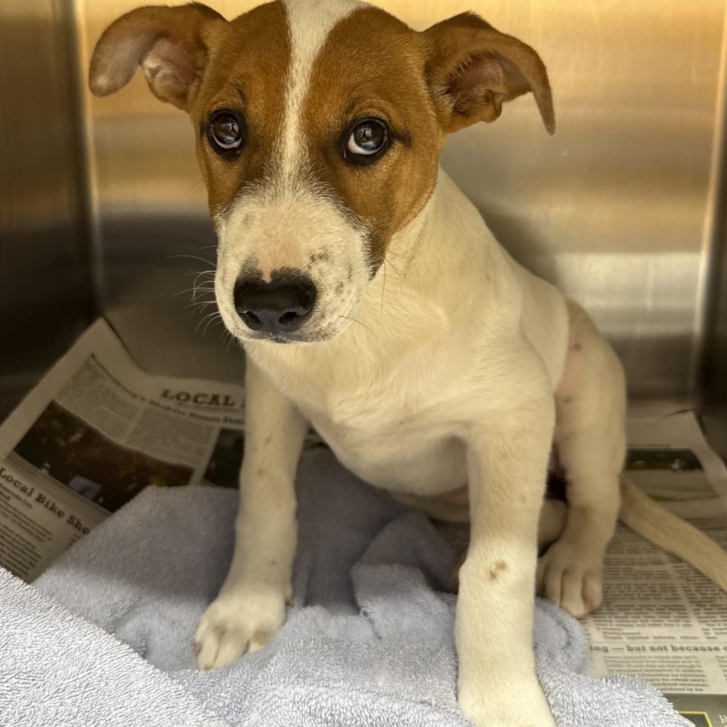 Sheba, Adoptable, Puppy Female Terrier & Mixed Breed.