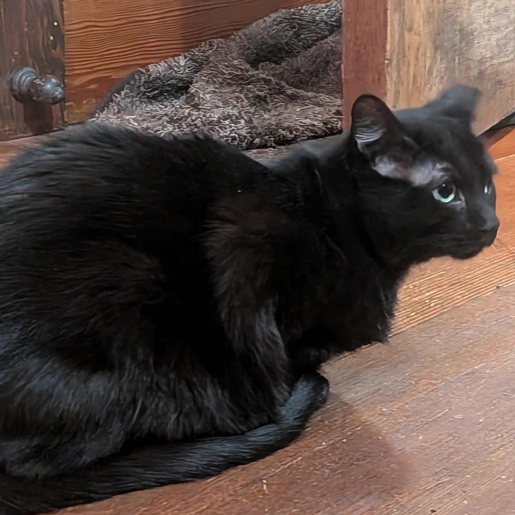 Puff, a Adoptable Domestic Short Hair in Layton, UT image 1/4