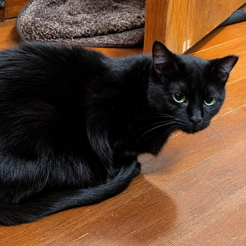 Puff, a Adoptable Domestic Short Hair in Layton, UT image 2/4