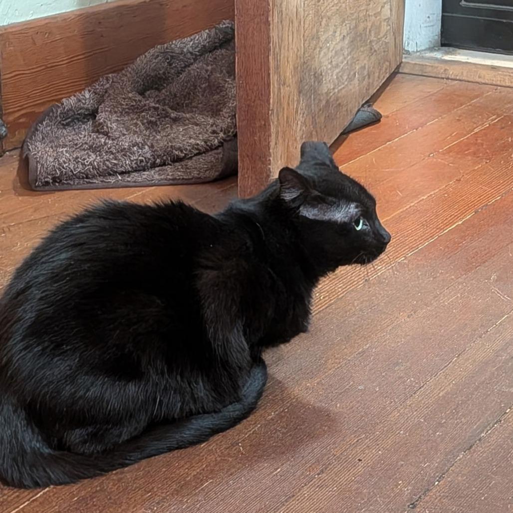 Puff, a Adoptable Domestic Short Hair in Layton, UT image 4/4
