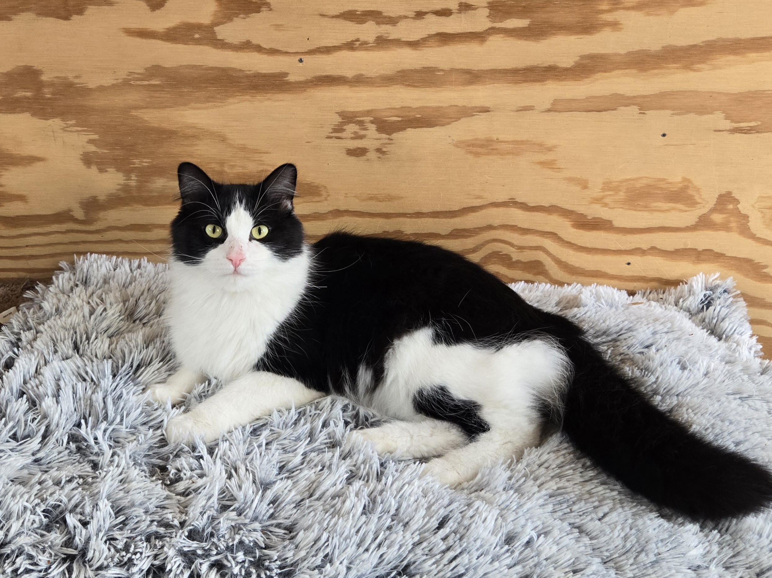 Cookie, a Adoptable Domestic Medium Hair in Victoria, MN image 1/2