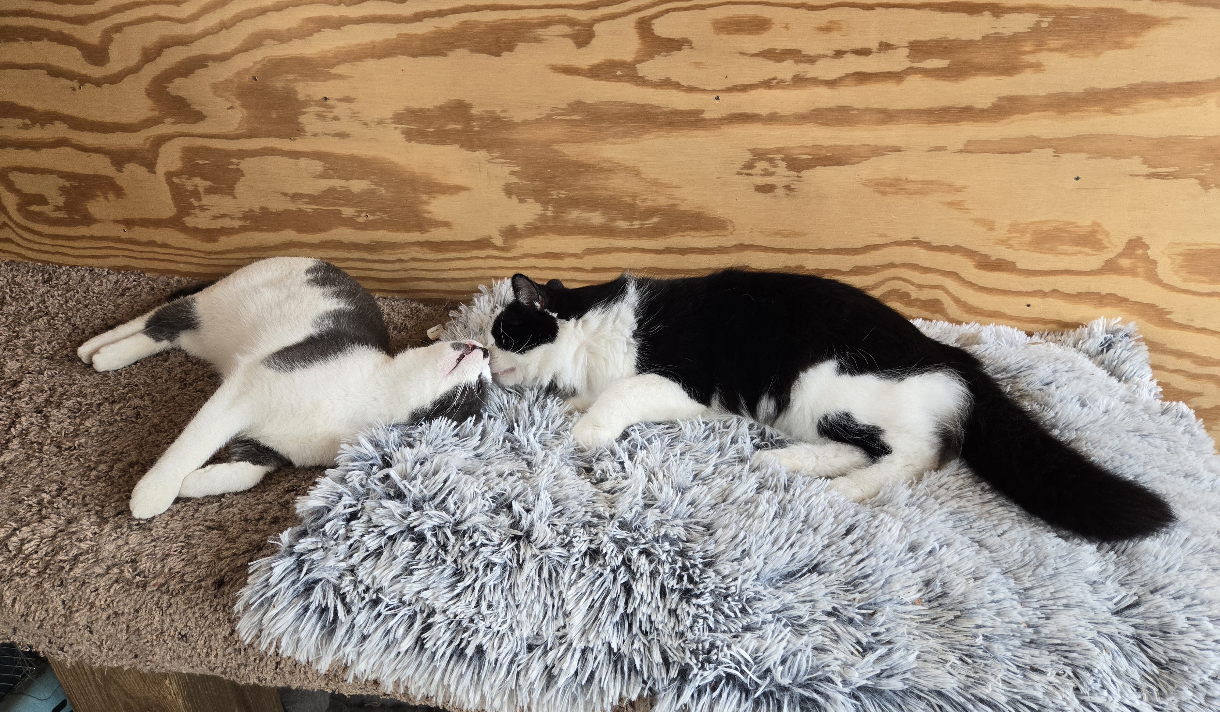 Cookie, a Adoptable Domestic Medium Hair in Victoria, MN image 2/2