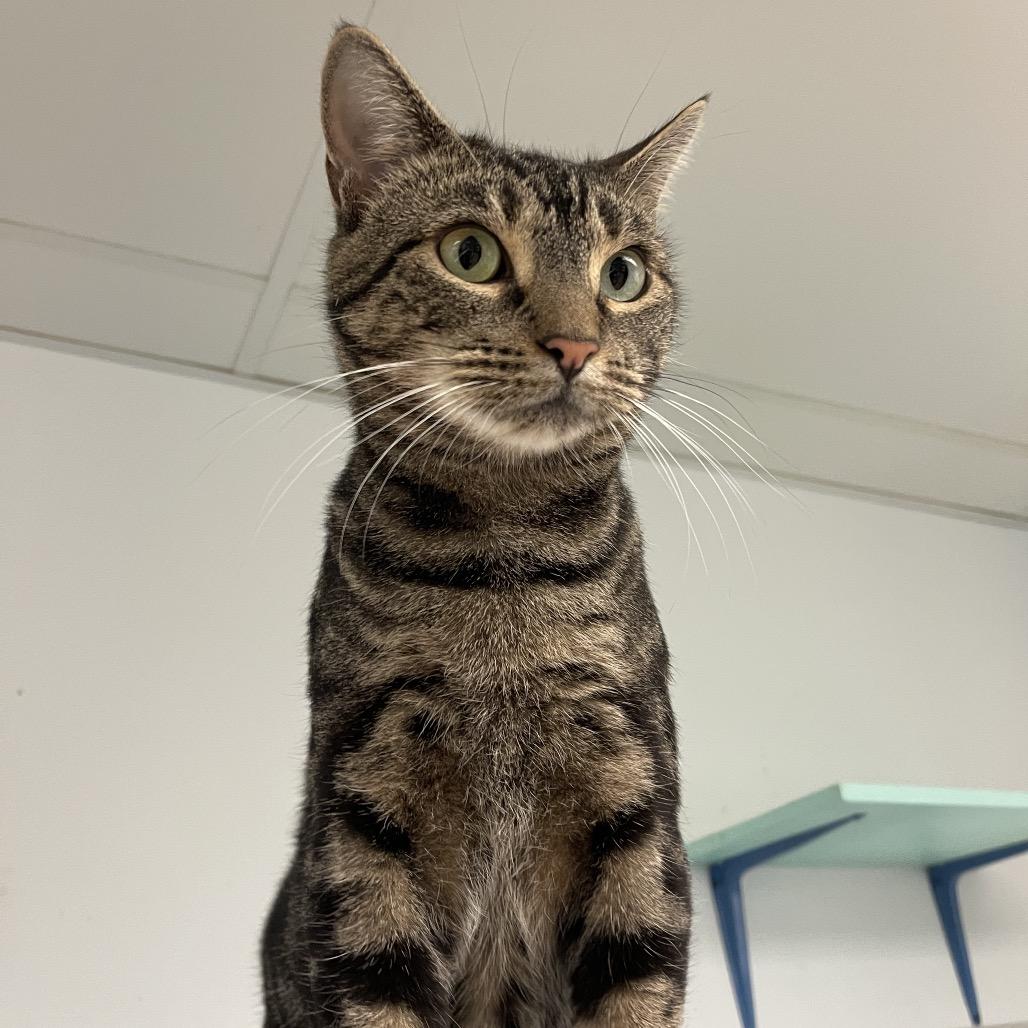 Gloria, a Adoptable Domestic Short Hair in Walden, NY image 1/2