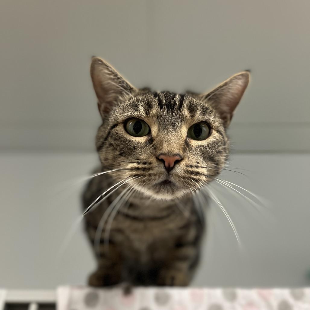 Gloria, a Adoptable Domestic Short Hair in Walden, NY image 2/2