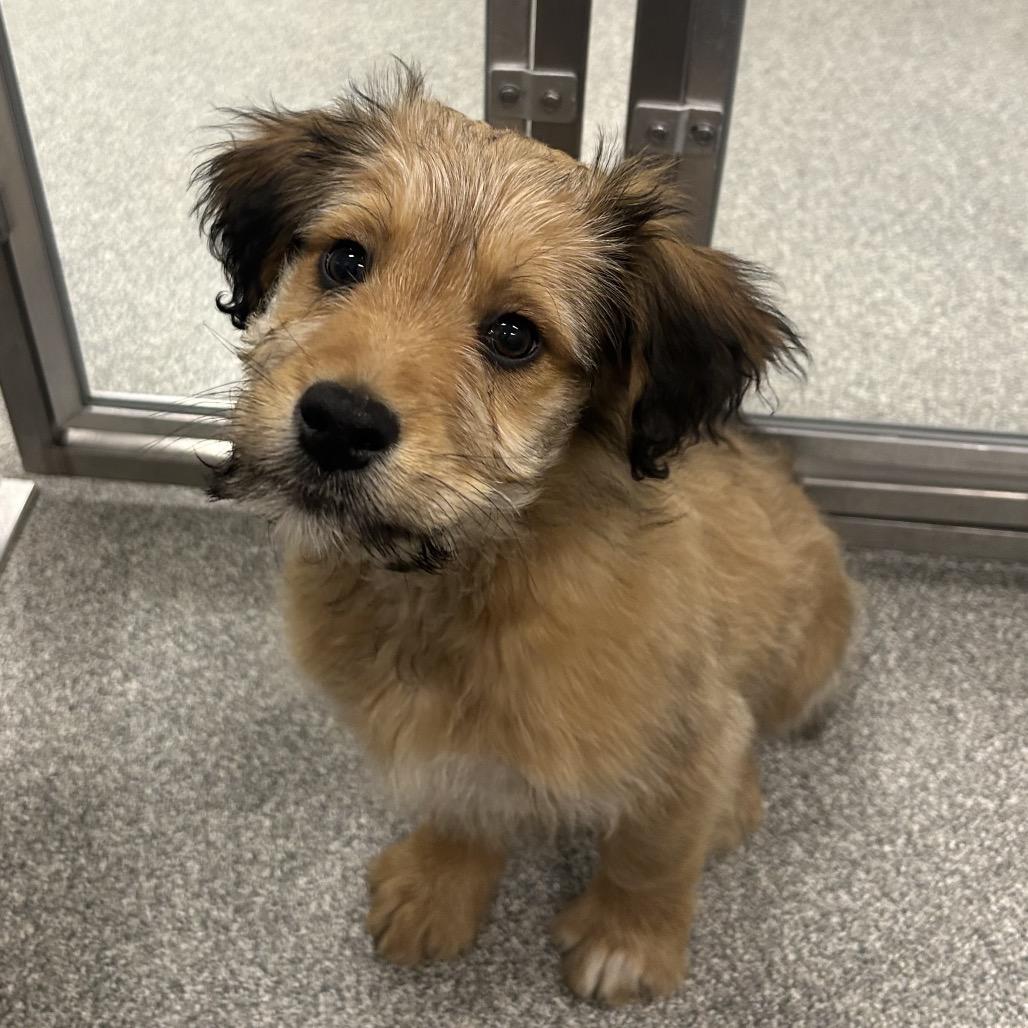 Russell, Adoptable, Puppy Male Mixed Breed.