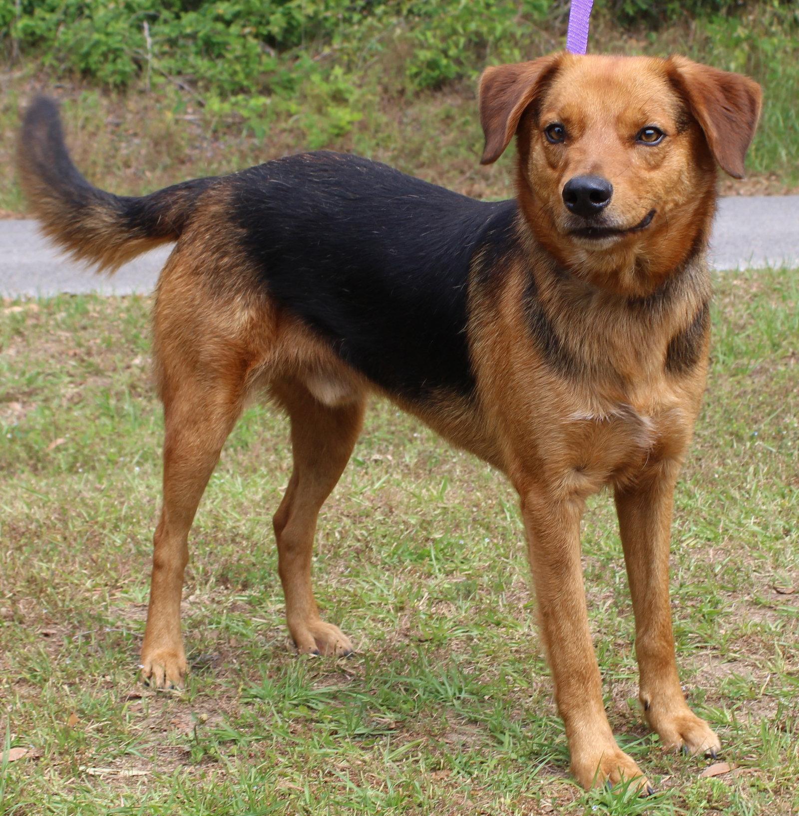 Grin 41719, Adoptable, Adult Male Shepherd.