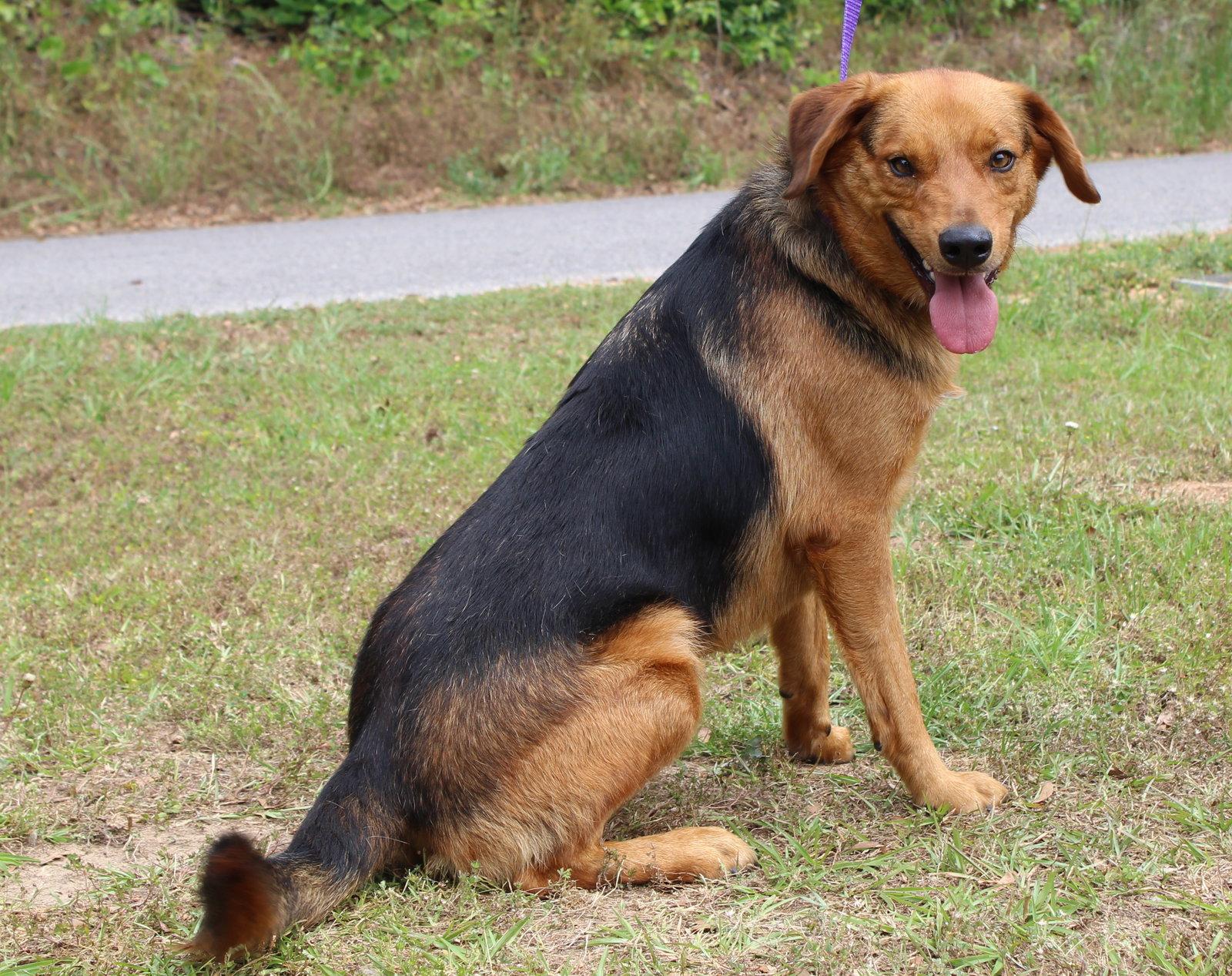Grin 41719, Adoptable, Adult Male Shepherd.