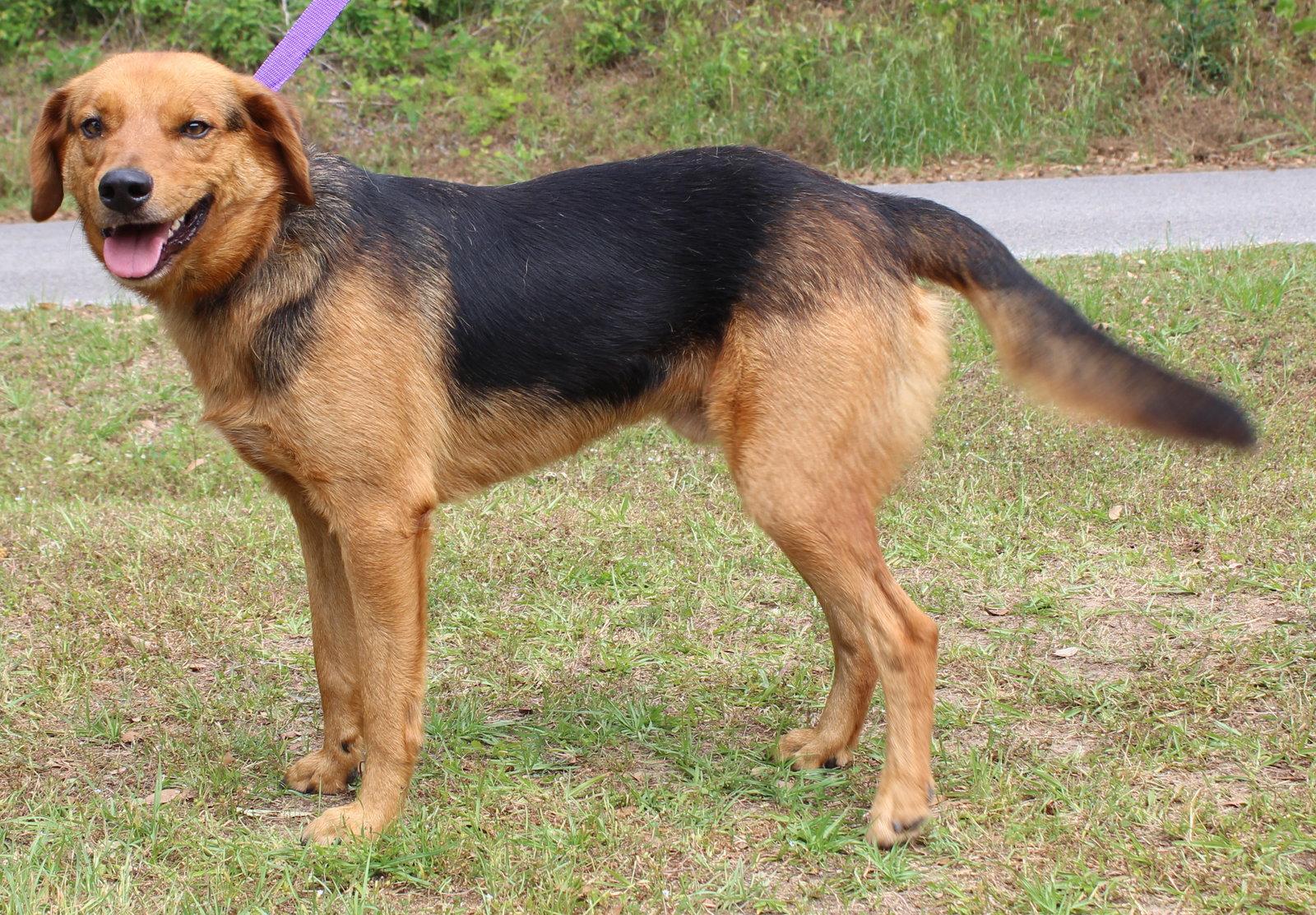 Enlarge Grin 41719, a Adoptable Shepherd in Prattville, AL image 3/3