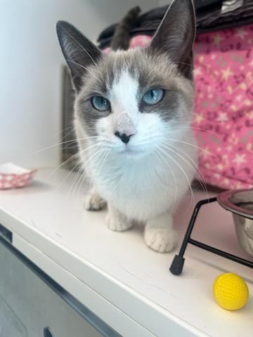 Sassy (ID 48911/3589)