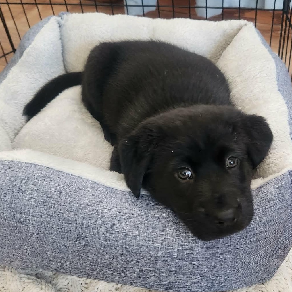 Hazel, adopted, Puppy Female Labrador Retriever & German Shepherd Dog.