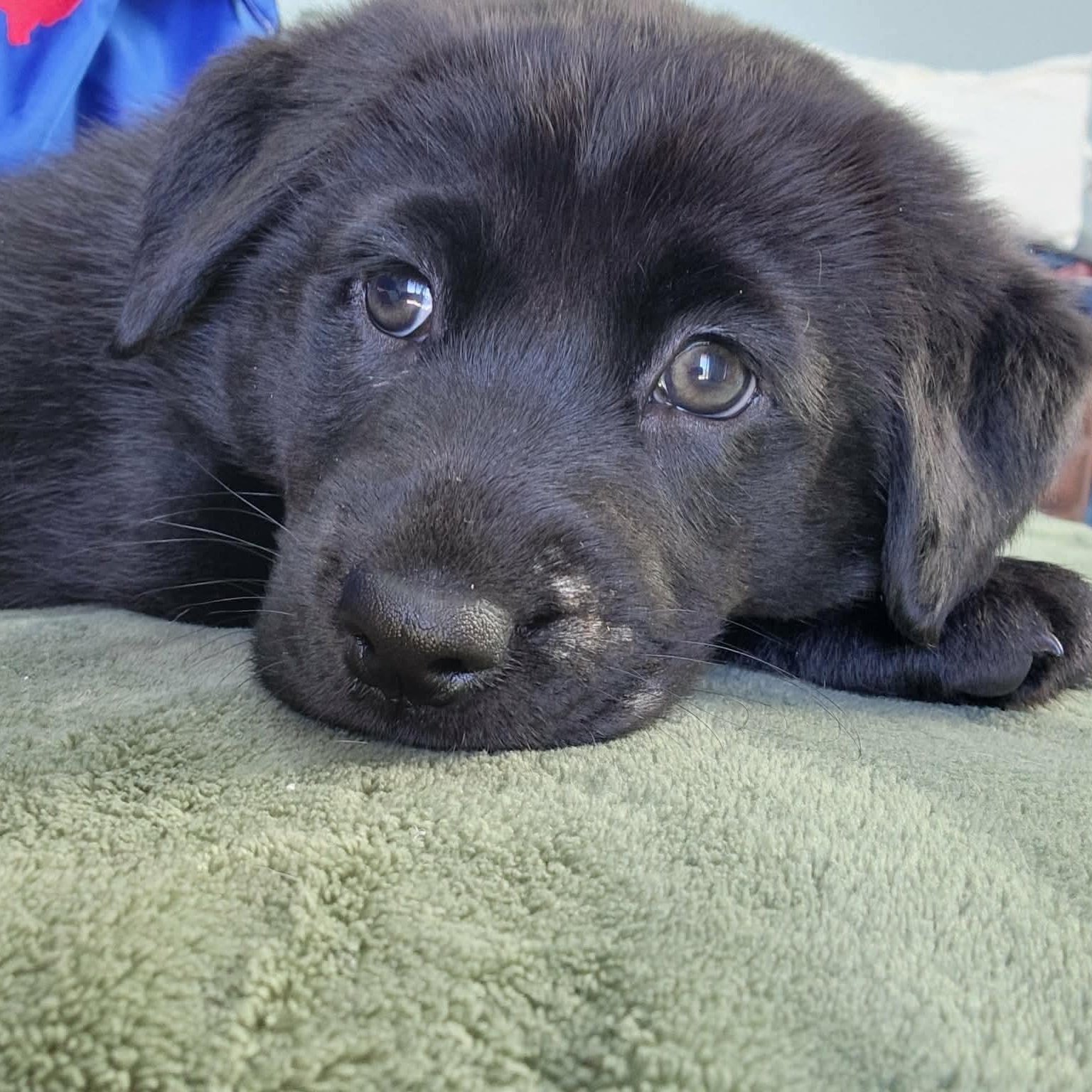 Enlarge Hazel, an adopted mixed breed in Dunkirk , NY image 4/4