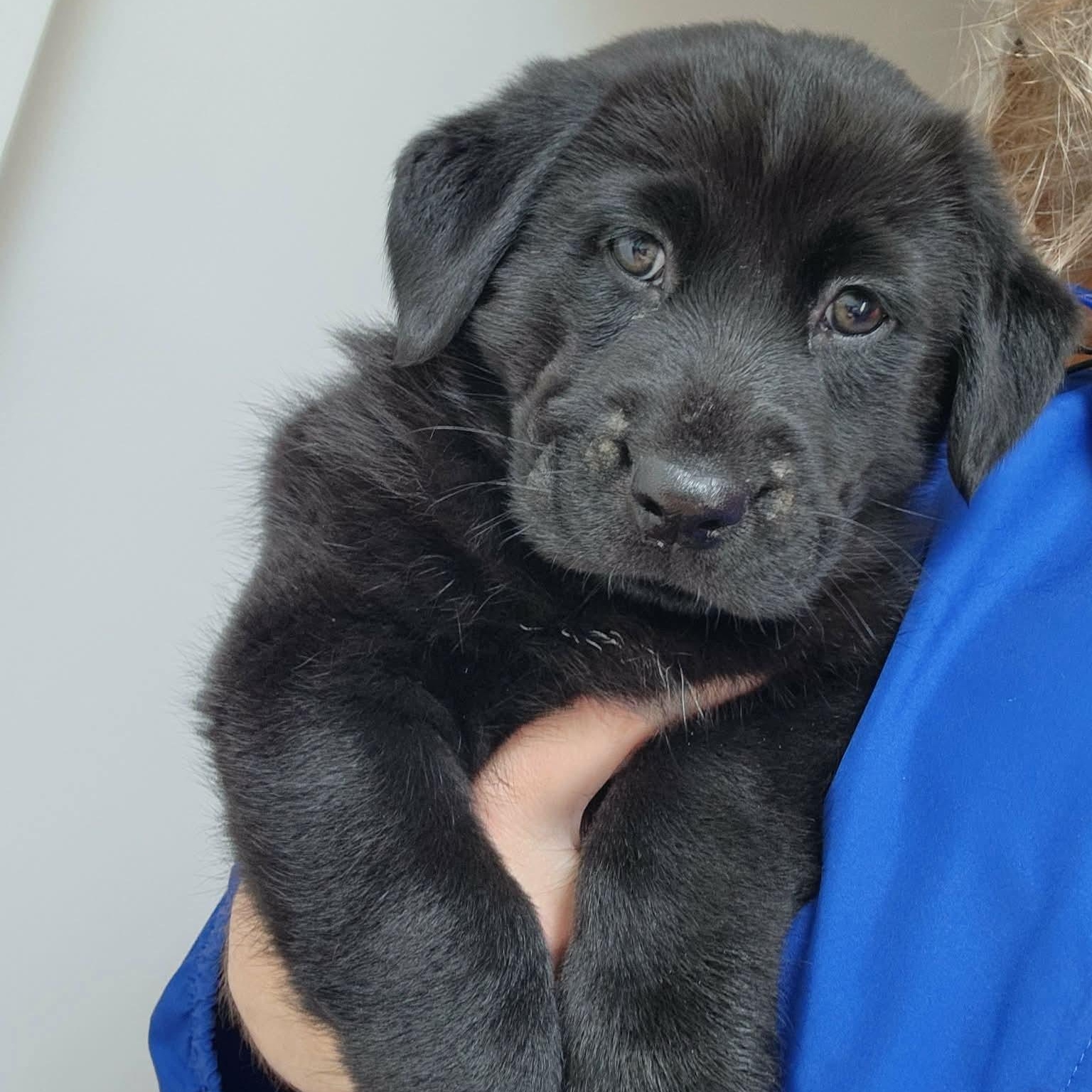 Enlarge Hazel, an adopted mixed breed in Dunkirk , NY image 3/4