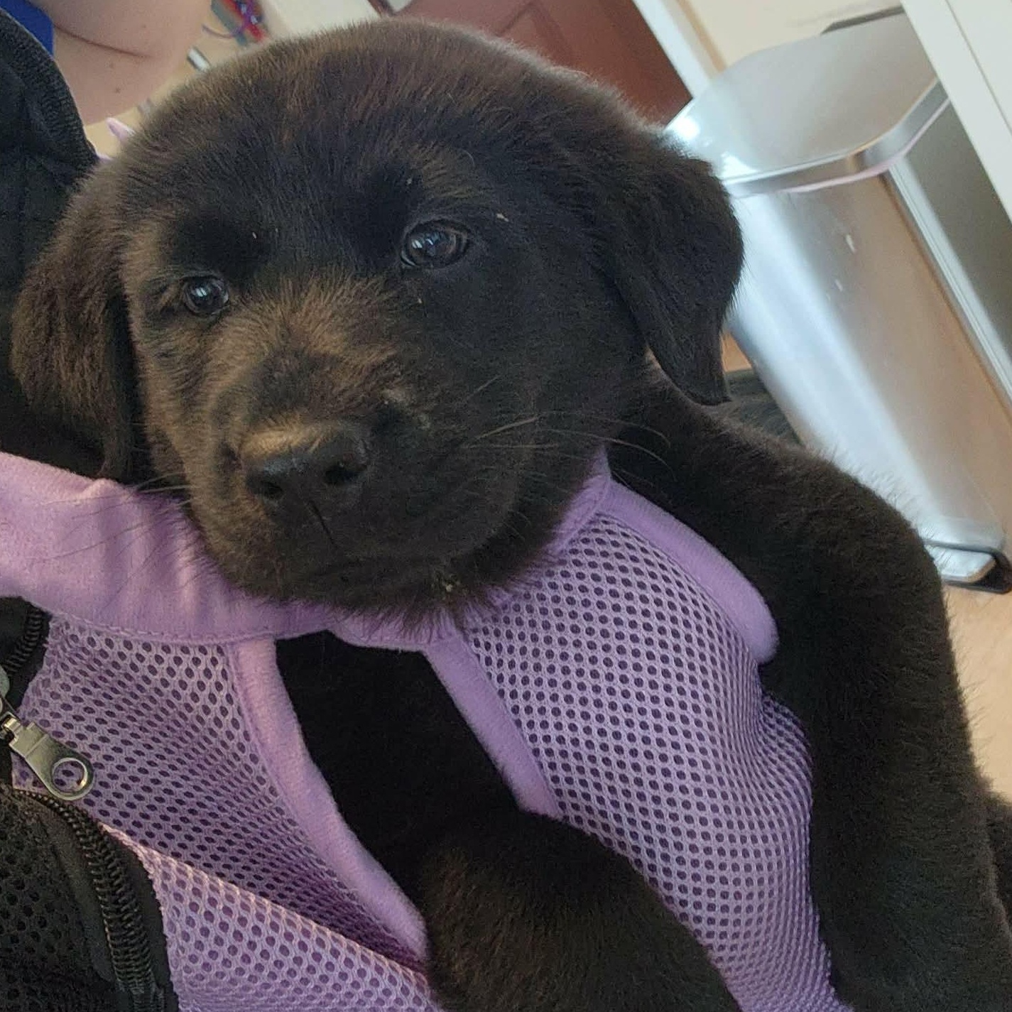 Enlarge Hazel, an adopted mixed breed in Dunkirk , NY image 2/4