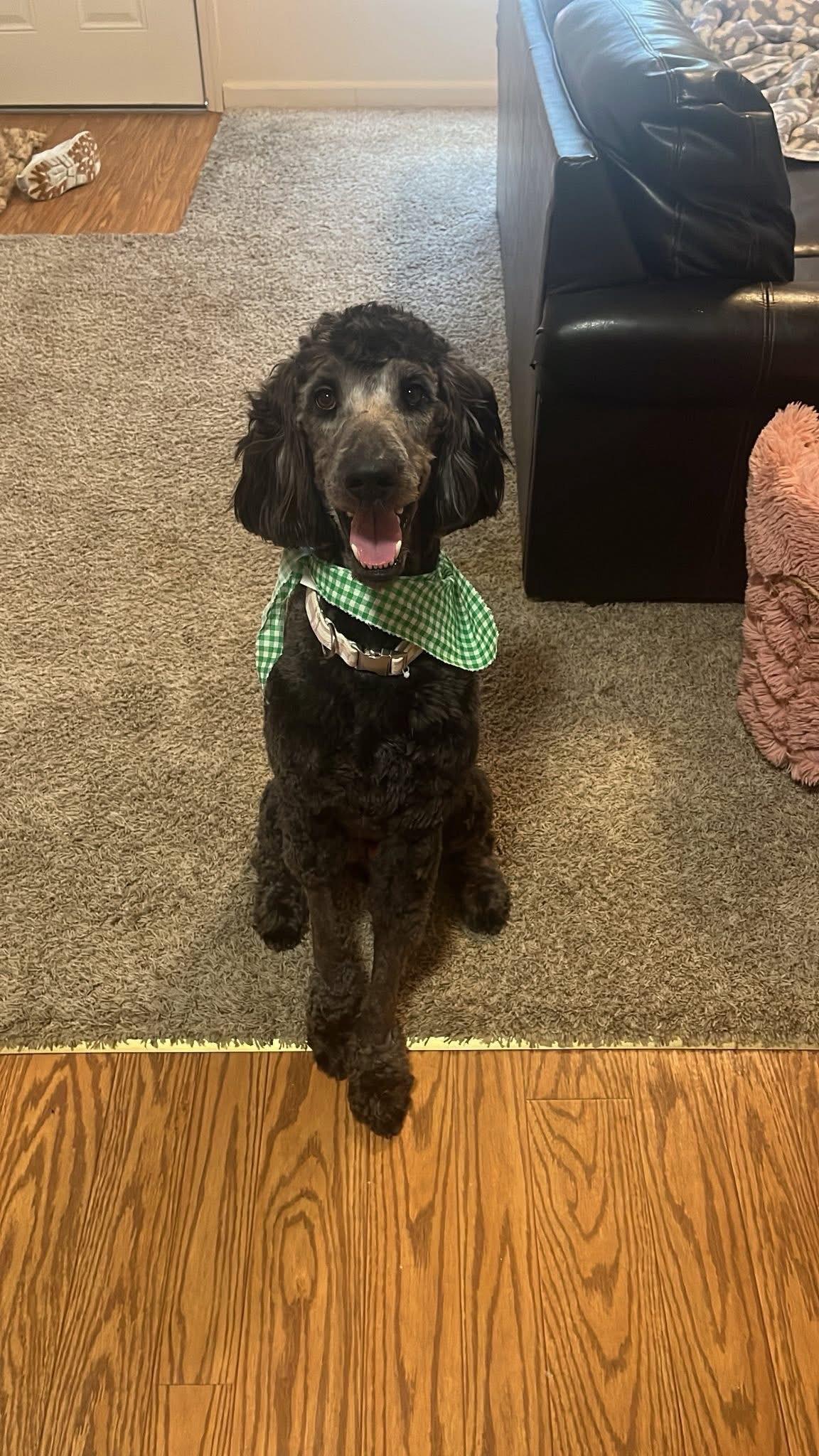 Tucker, an adoptable Labradoodle in Urbana, IL, 61802 | Photo Image 1