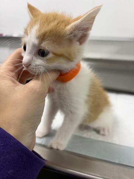 Enlarge Butternut, a Adoptable mixed breed in Morristown, TN image 1/1