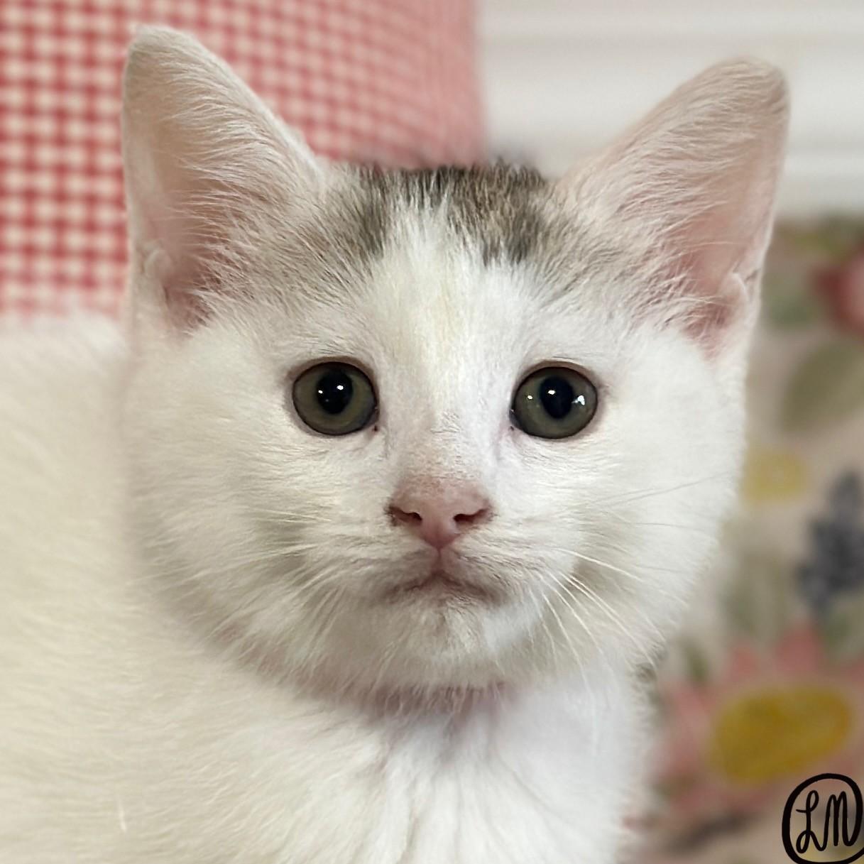 Bia, adopted, Kitten Female Domestic Short Hair.