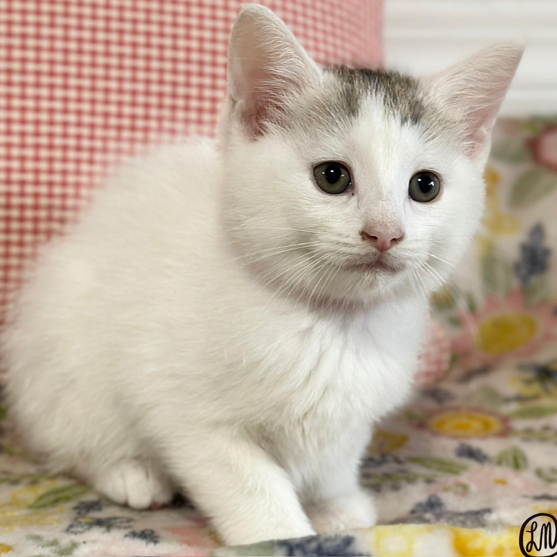Enlarge Bia, an adopted Domestic Short Hair in Victor, NY image 3/3
