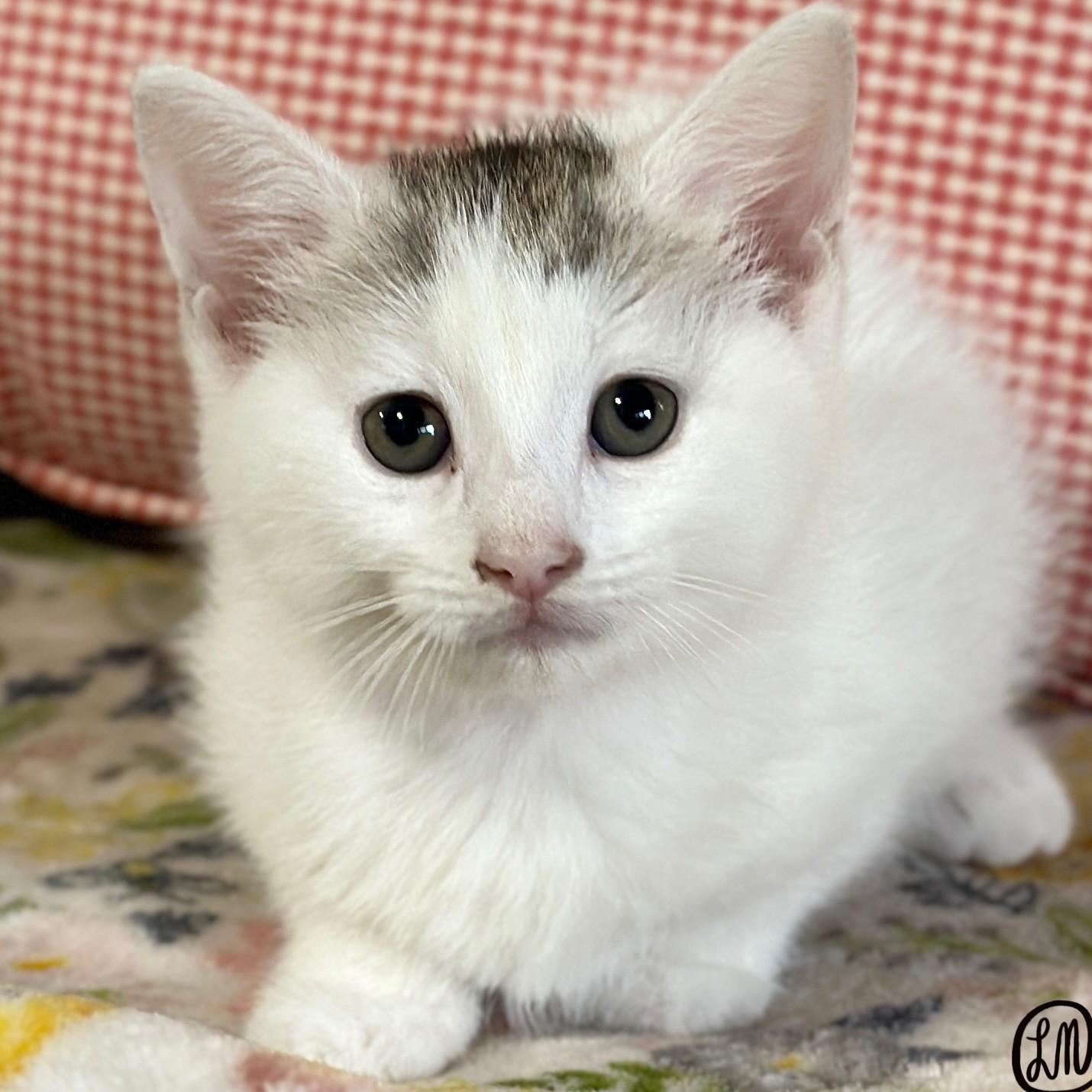 Enlarge Bia, an adopted Domestic Short Hair in Victor, NY image 2/3