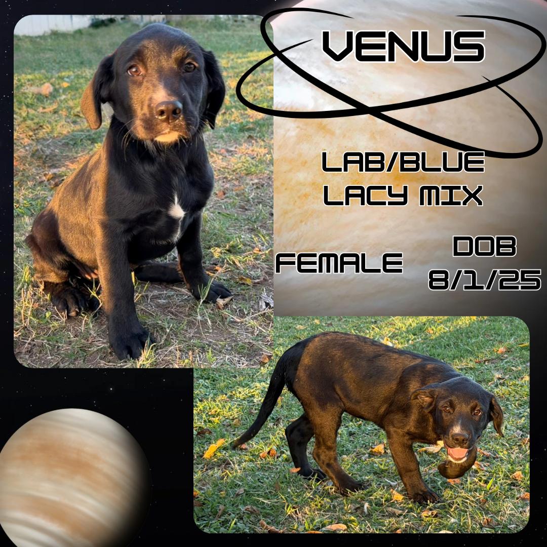 Venus