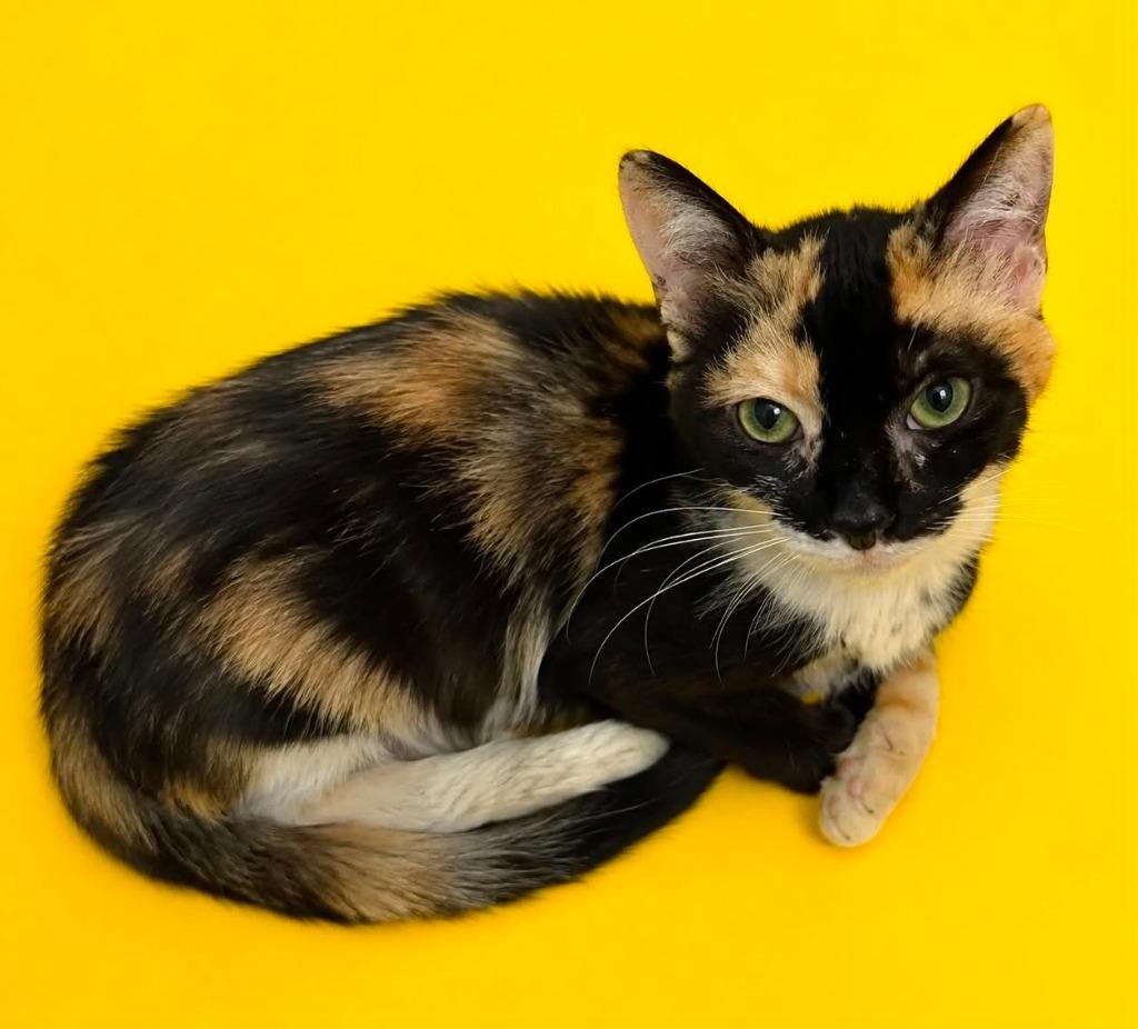 Tayla, Adoptable, Kitten Female Domestic Short Hair.