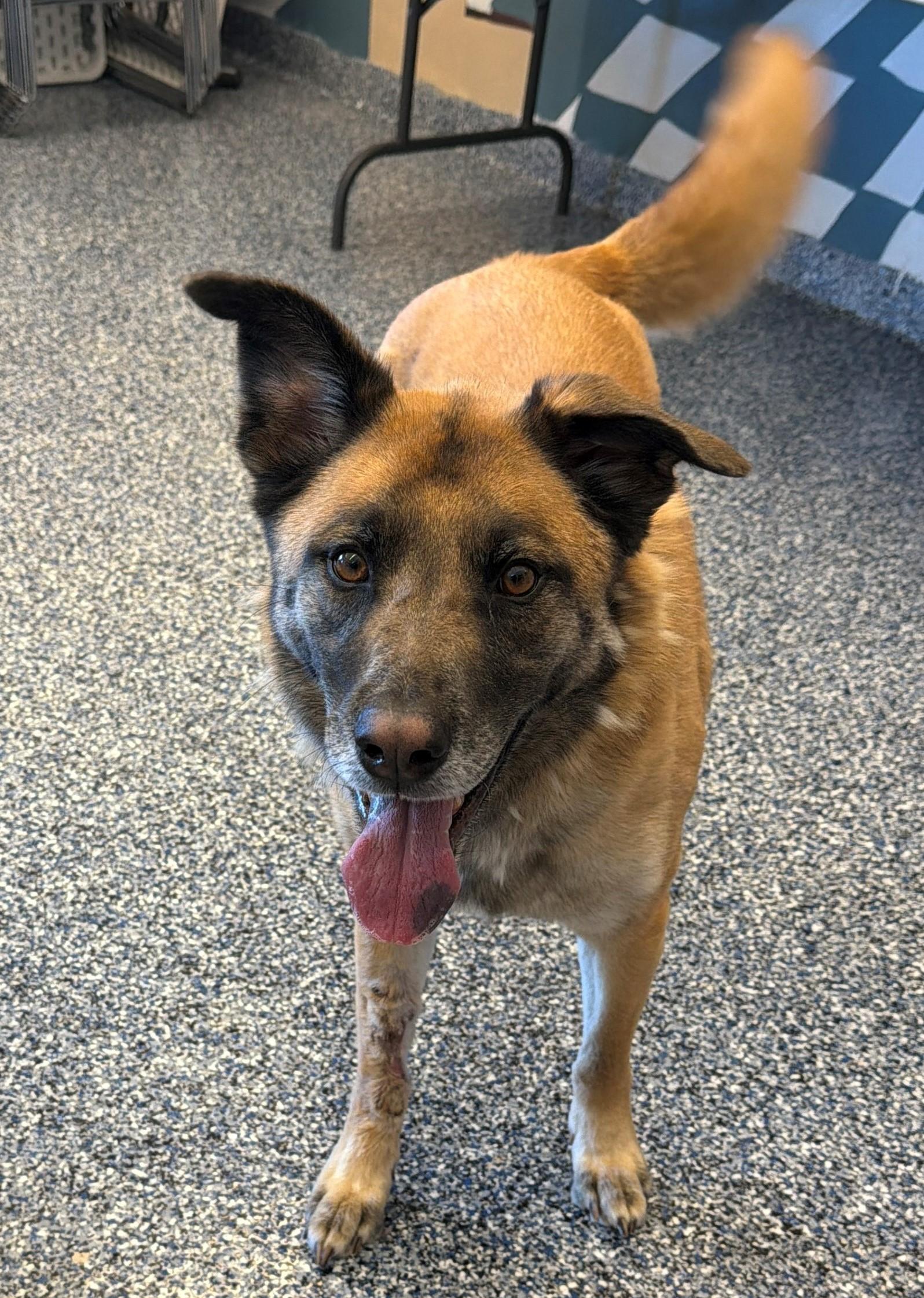 Enlarge Lucky, a ADOPTABLE mixed breed in Westerly, RI image 1/1