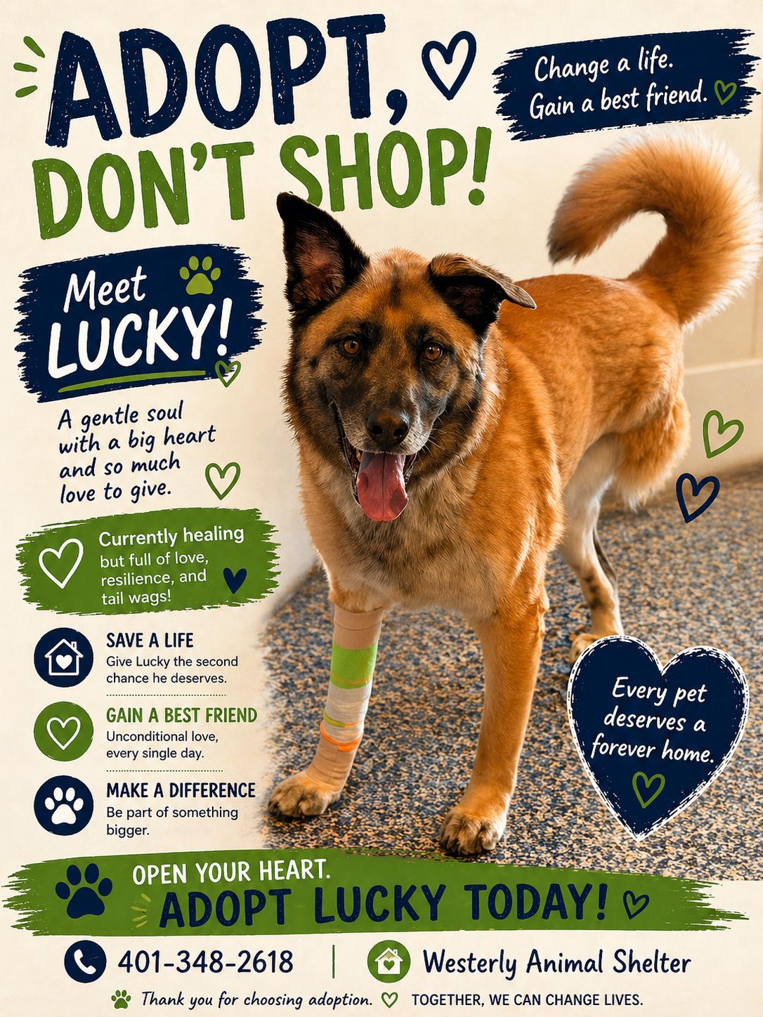 Lucky - Sevens all day, ADOPTABLE, Adult Male Australian Shepherd & German Shepherd Dog.