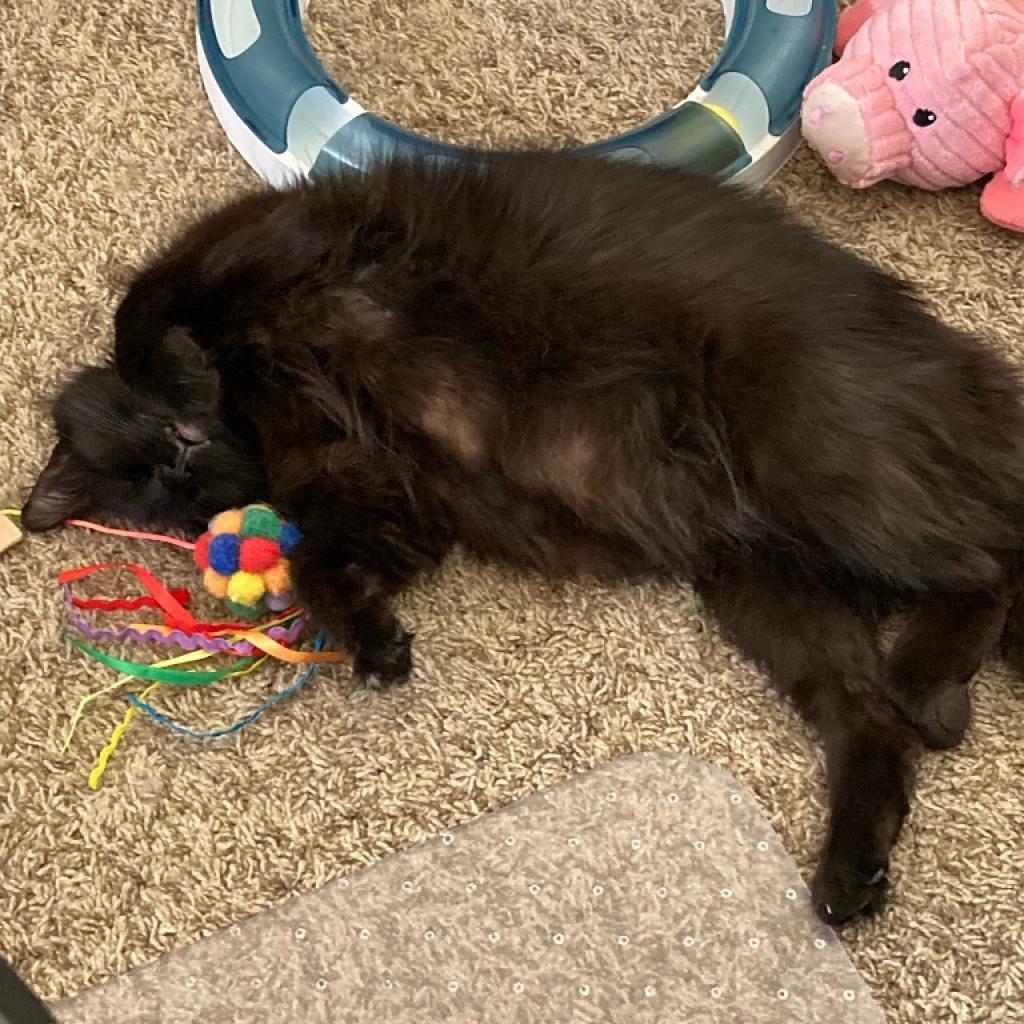 Emerald, Adoptable, Adult Female Domestic Long Hair & Domestic Long Hair.