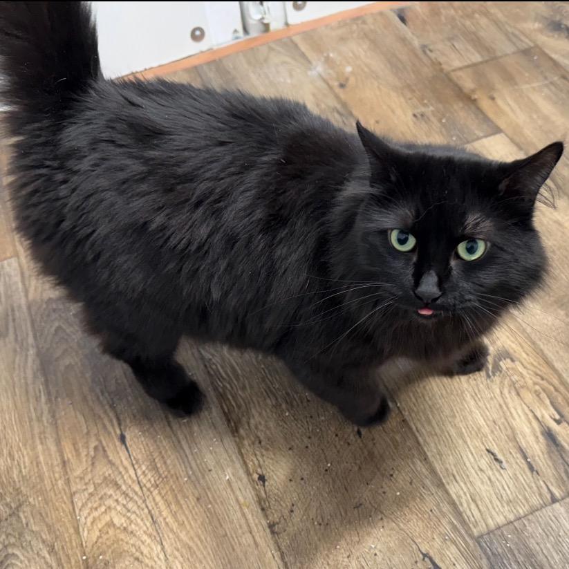 Emerald, Adoptable, Adult Female Domestic Long Hair & Domestic Long Hair.