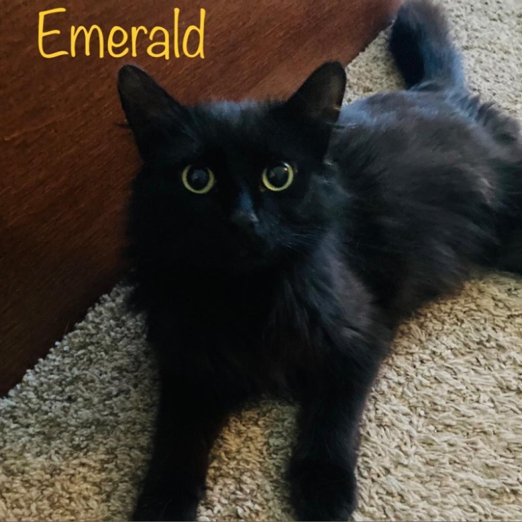 Emerald, a Adoptable mixed breed in Bountiful, UT image 3/3