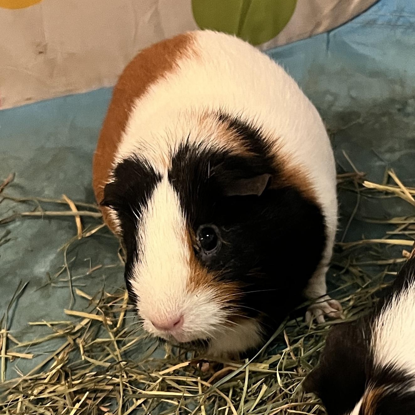 Darla, a ADOPTABLE Guinea Pig in Berkeley, CA image 4/6