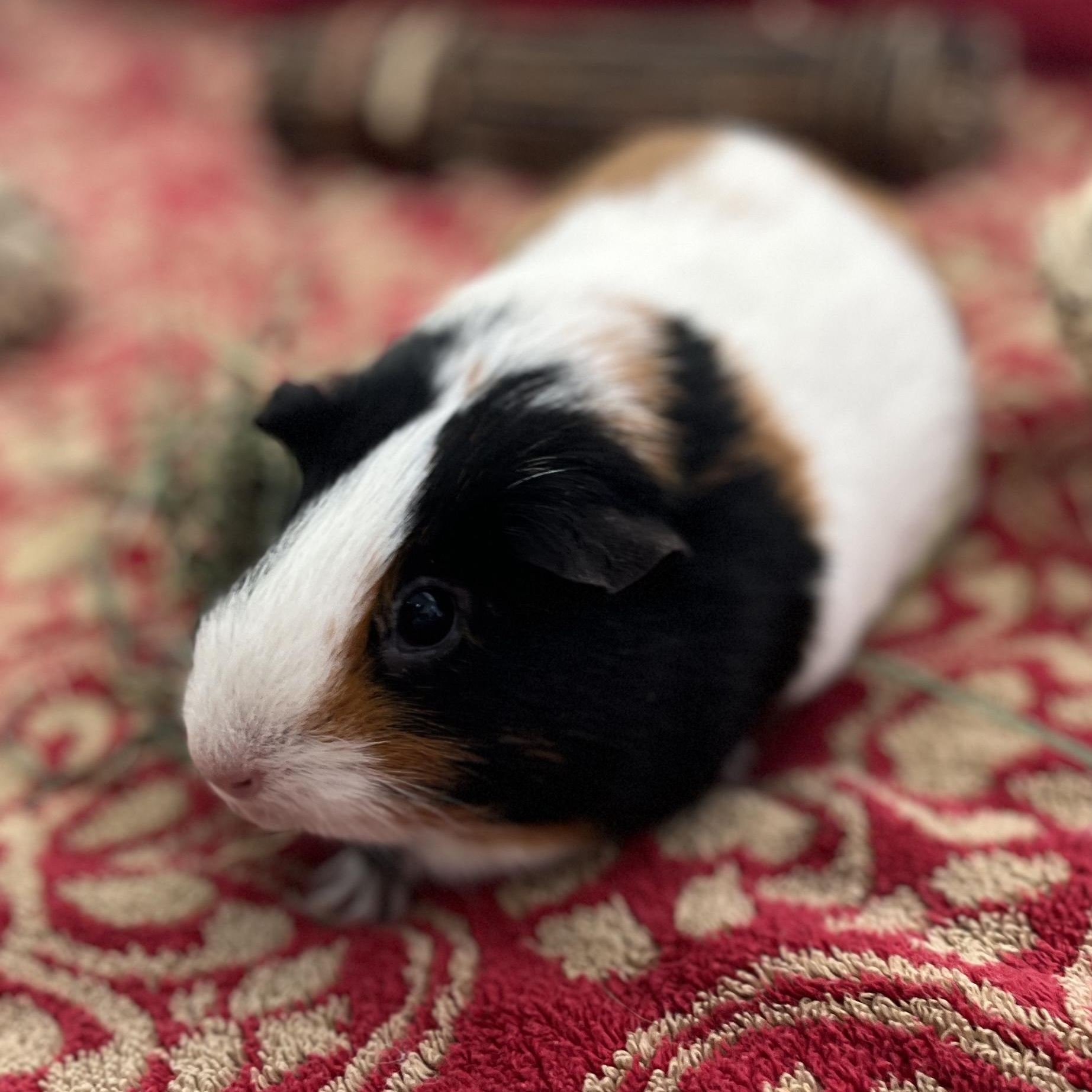 Darla, a ADOPTABLE Guinea Pig in Berkeley, CA image 3/6