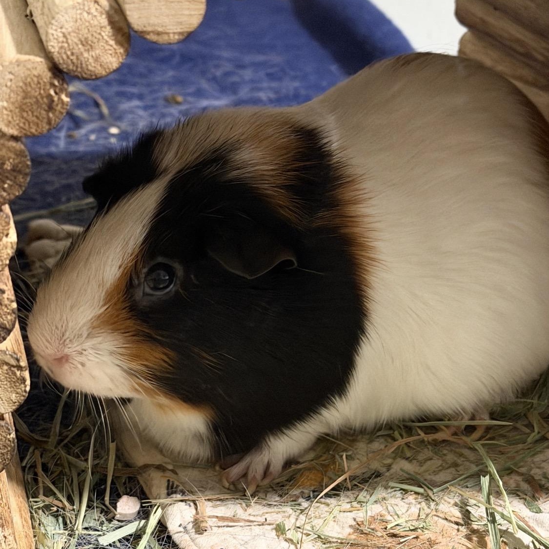 Darla, a ADOPTABLE Guinea Pig in Berkeley, CA image 5/6