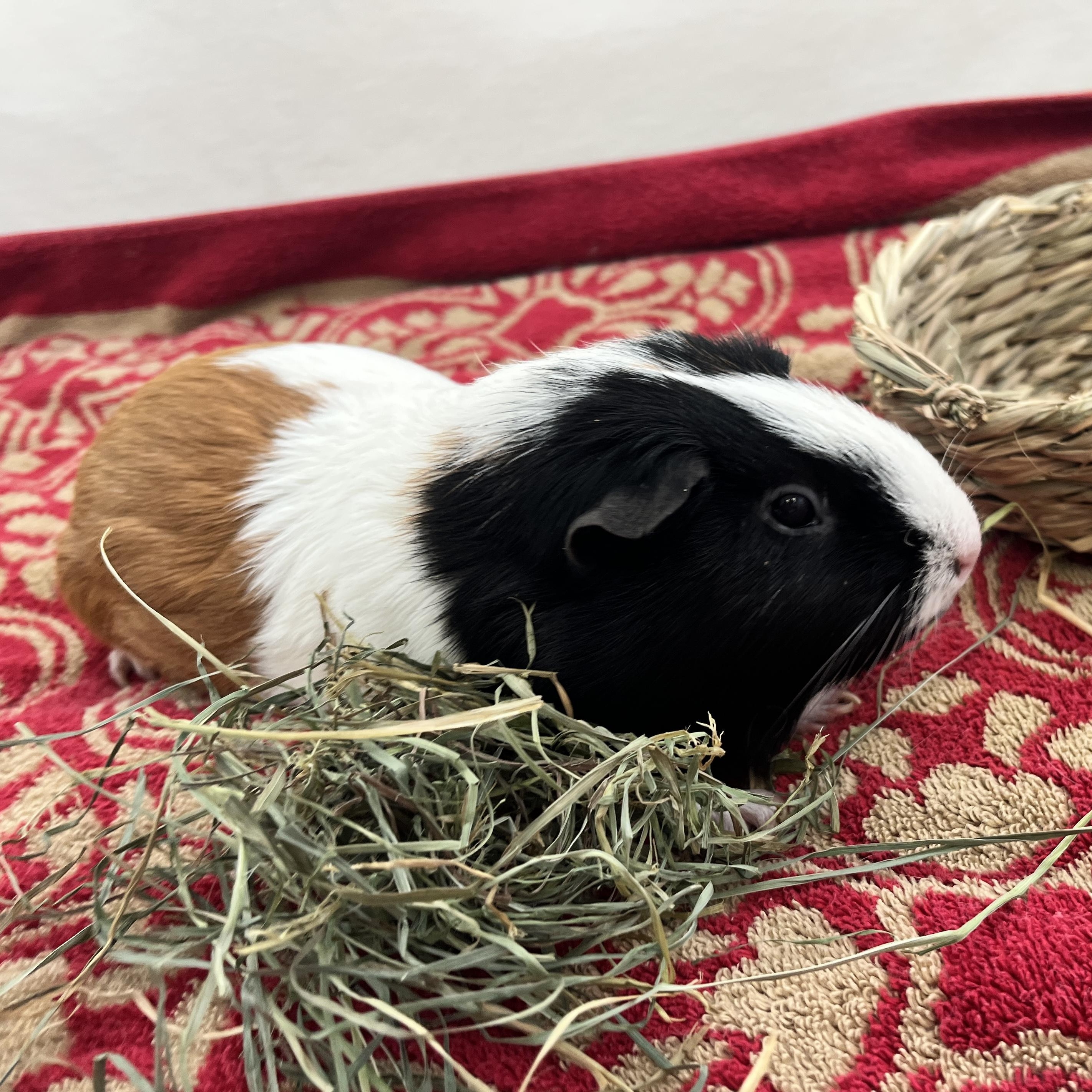 Darla, a ADOPTABLE Guinea Pig in Berkeley, CA image 6/6
