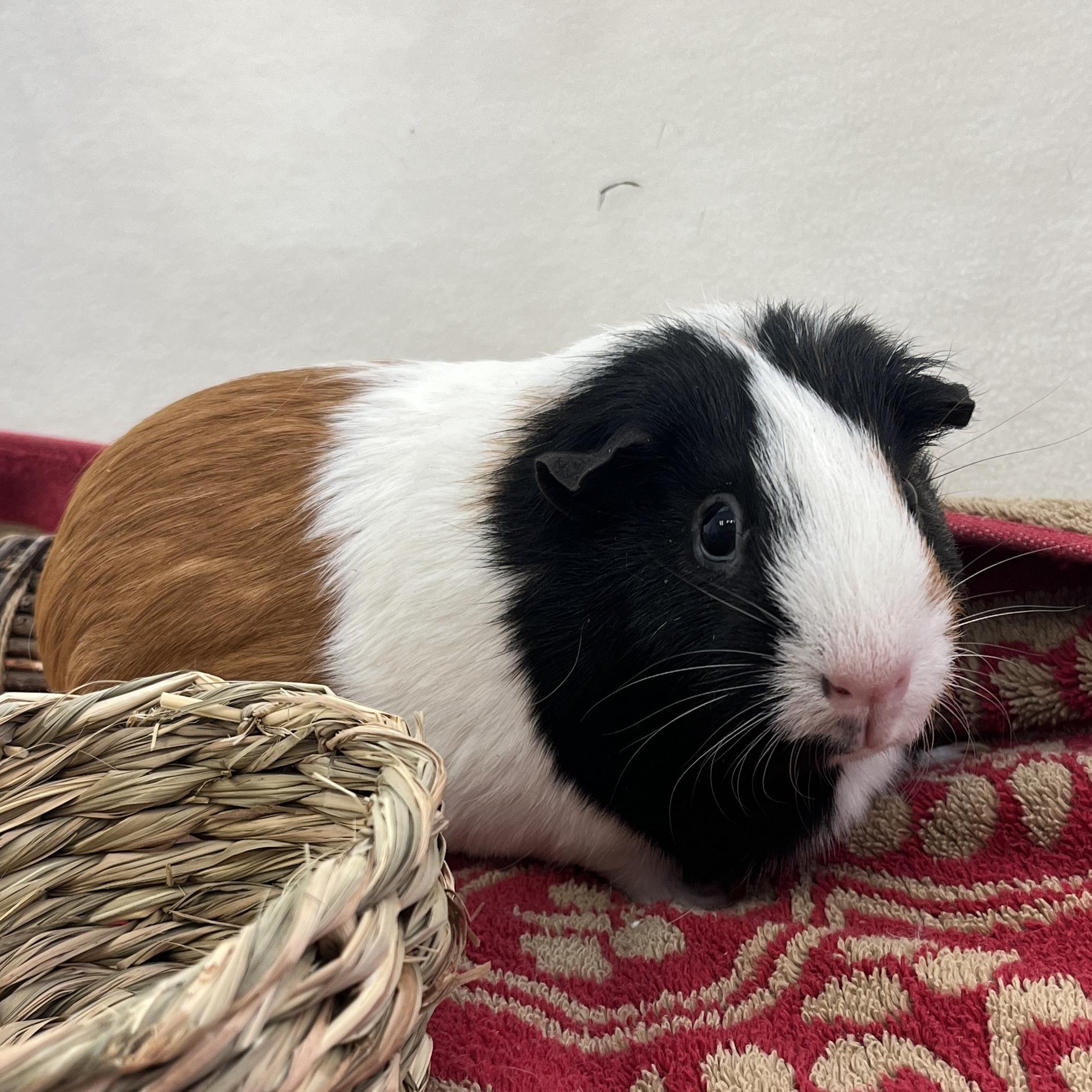 Darla, a ADOPTABLE Guinea Pig in Berkeley, CA image 2/6