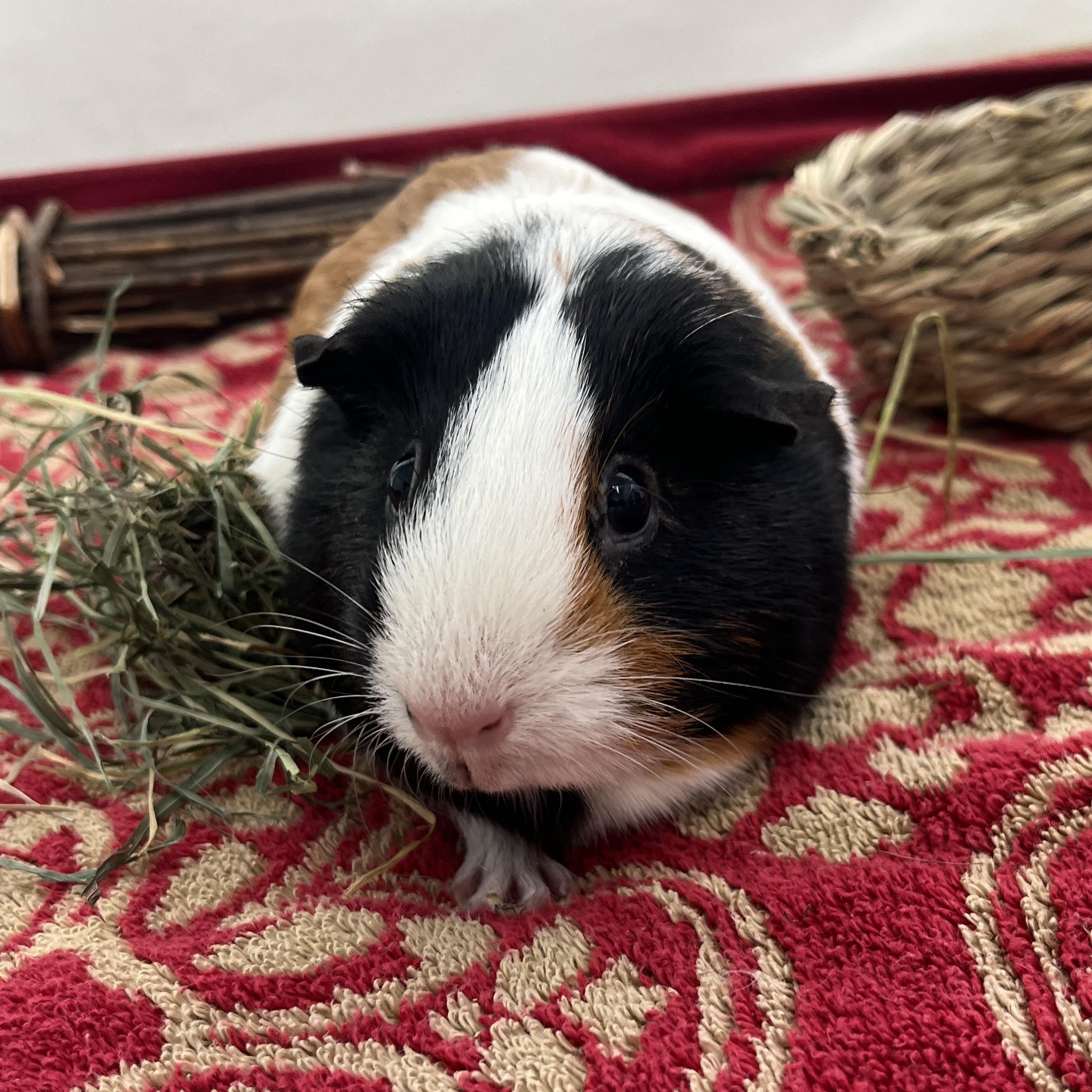 Darla, ADOPTABLE, Young Female Guinea Pig.