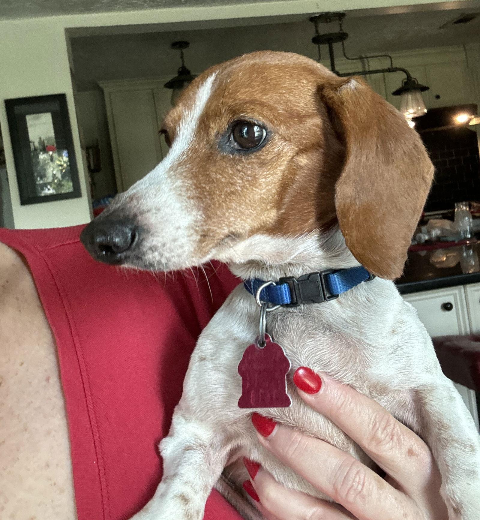 Huny, Adopted, Adult Female Dachshund.