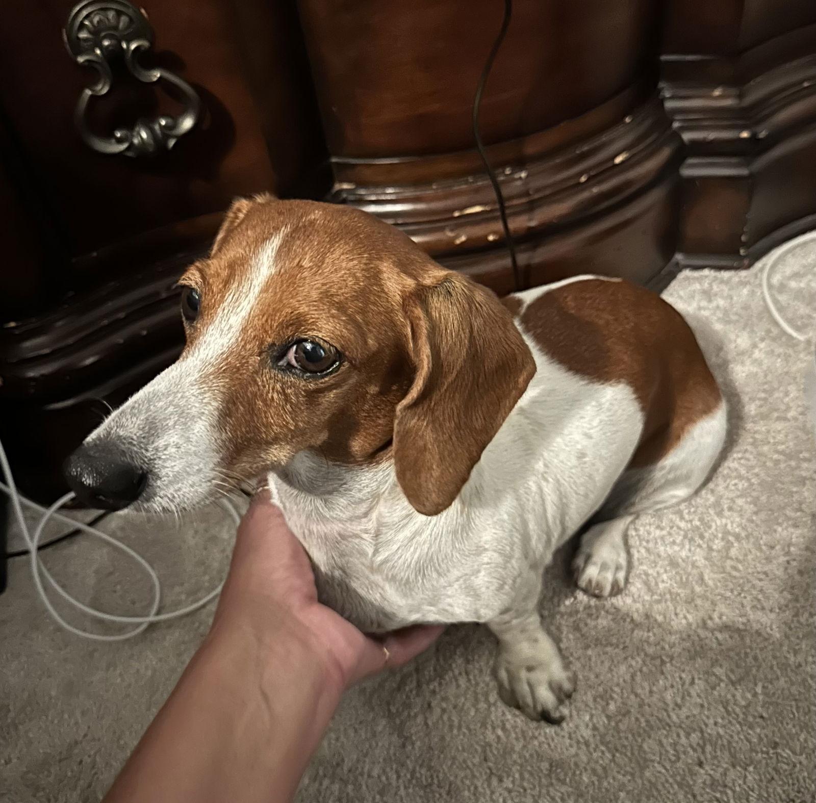 Enlarge Huny, a Adopted Dachshund in Pearland, TX image 2/3