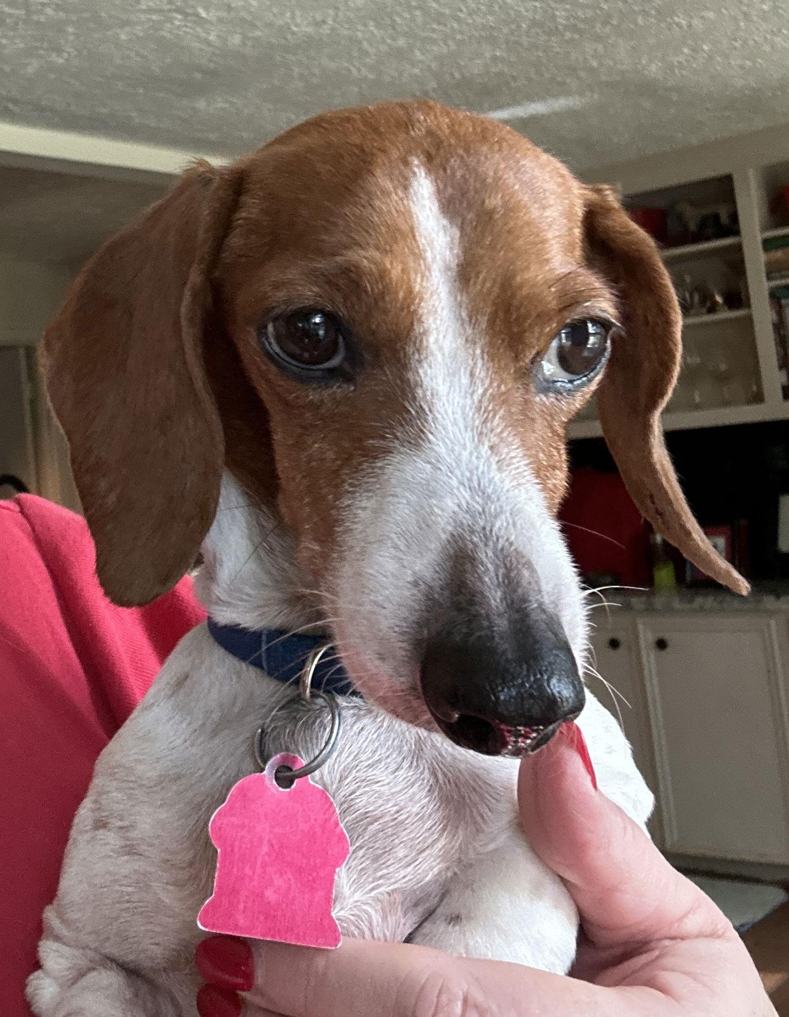 Enlarge Huny, a Adopted Dachshund in Pearland, TX image 3/3