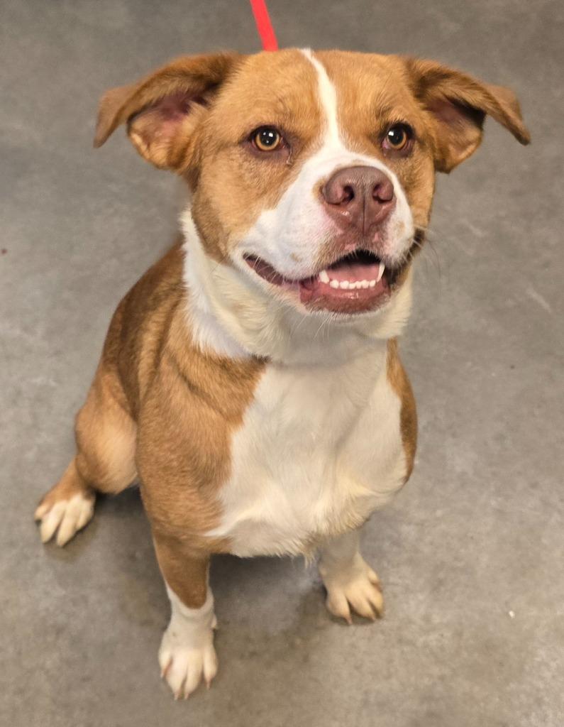 Violet, Adoptable, Puppy Female Mixed Breed.