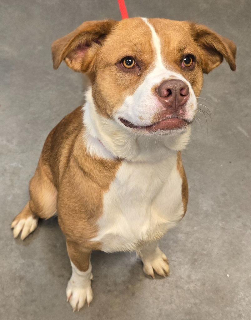 Violet, a Adoptable mixed breed in Murphysboro, IL image 2/2