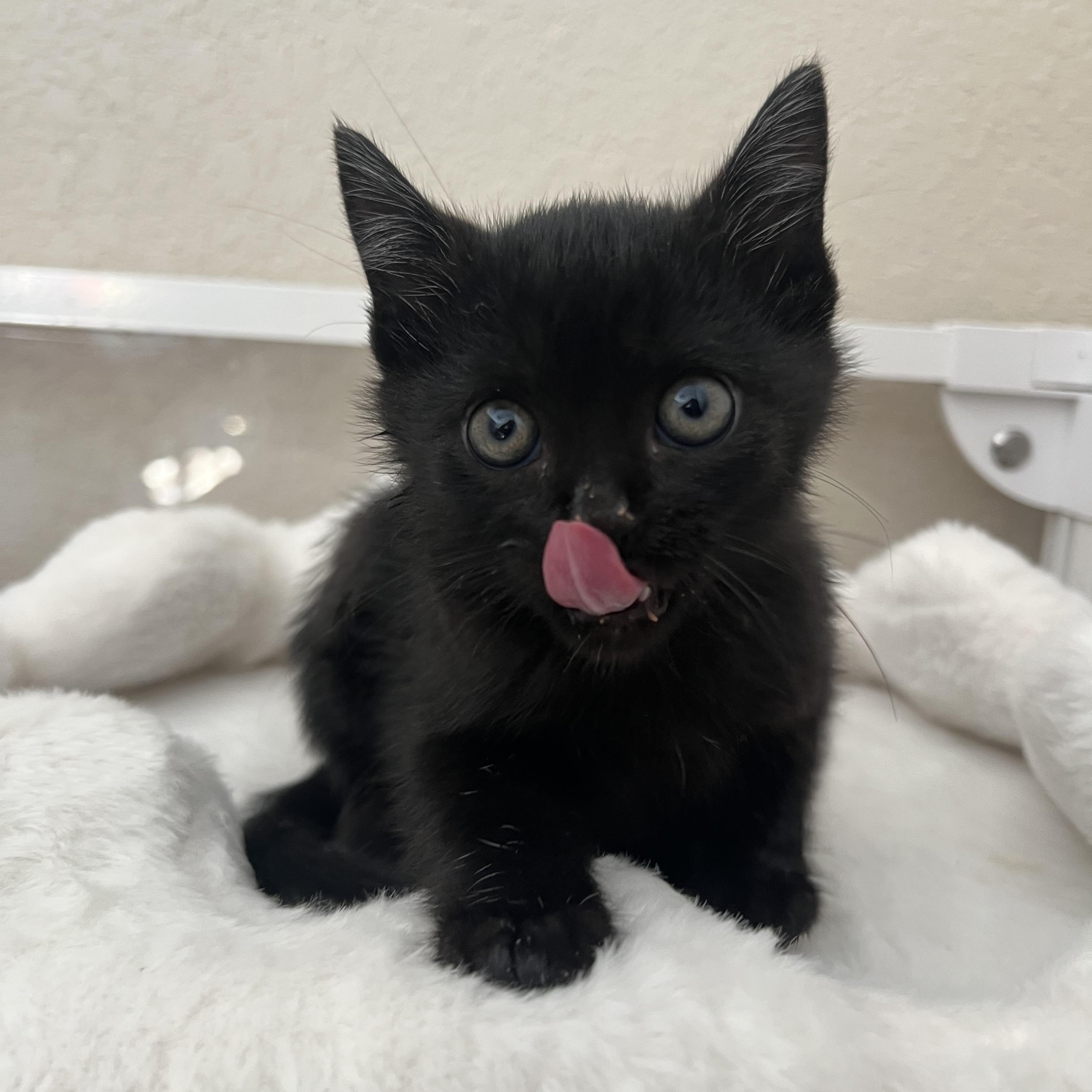 Enlarge Gouda, a ADOPTABLE Domestic Short Hair in jacksonville, FL image 2/4