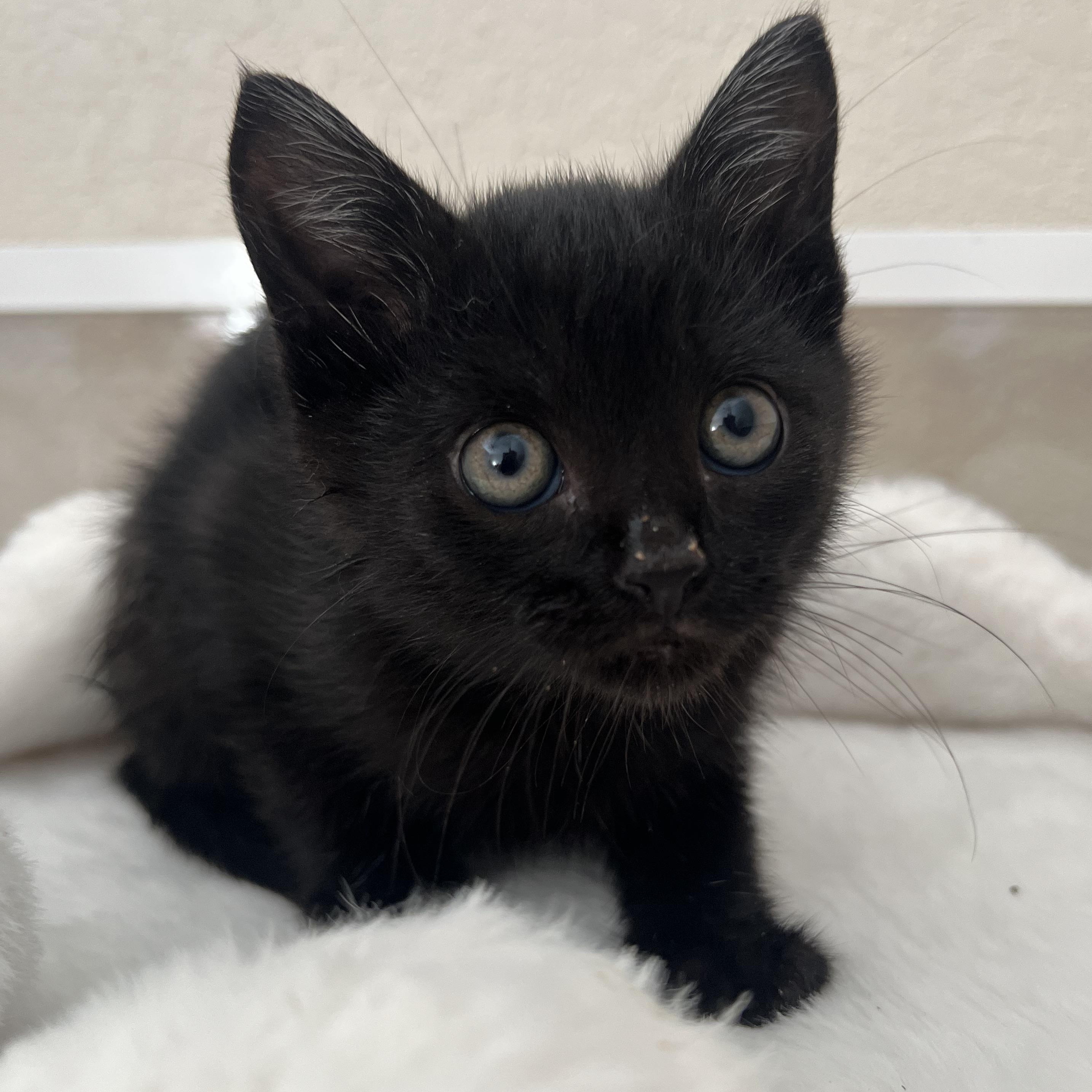 Gouda, ADOPTABLE, Kitten Male Domestic Short Hair.