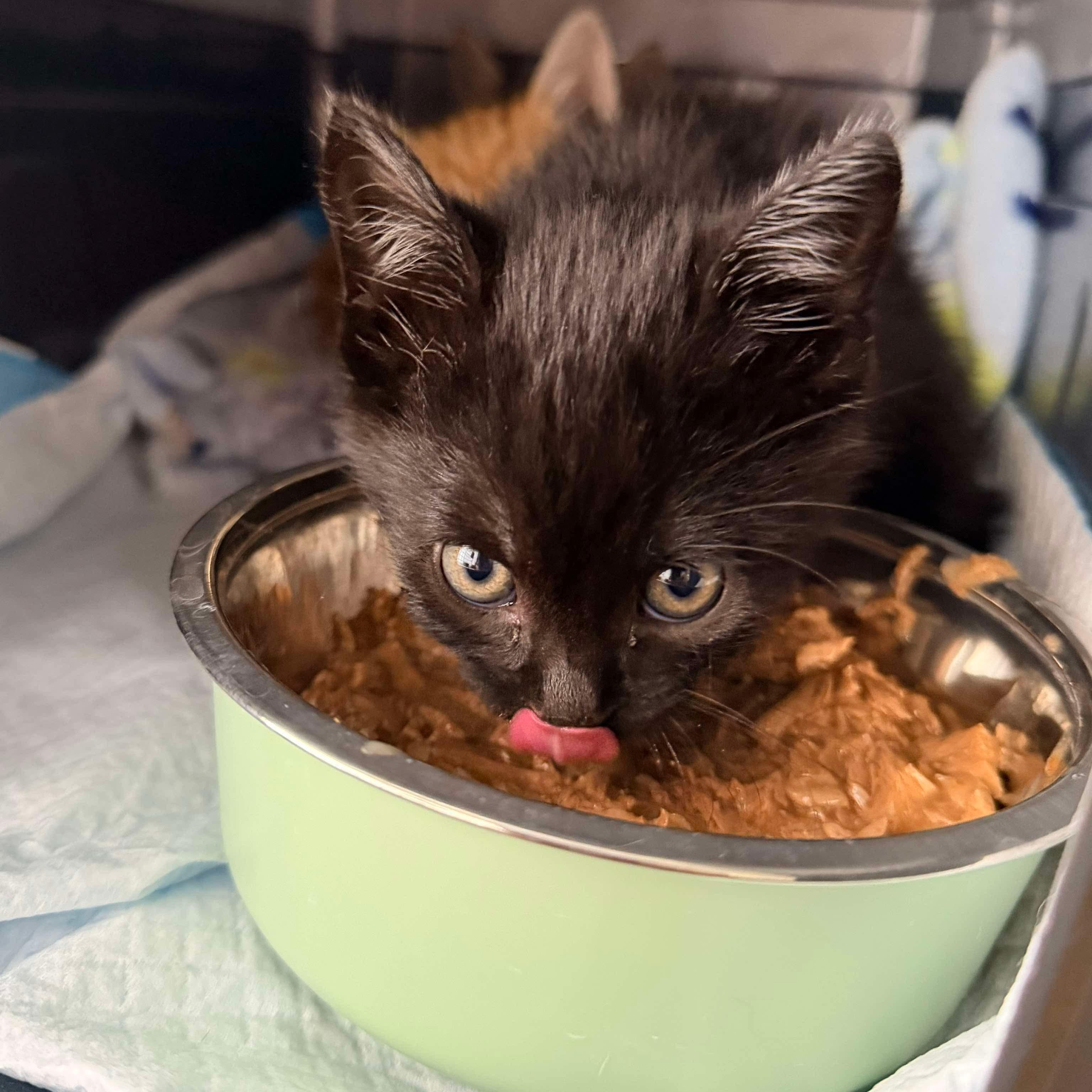 Enlarge Gouda, a ADOPTABLE Domestic Short Hair in jacksonville, FL image 4/4