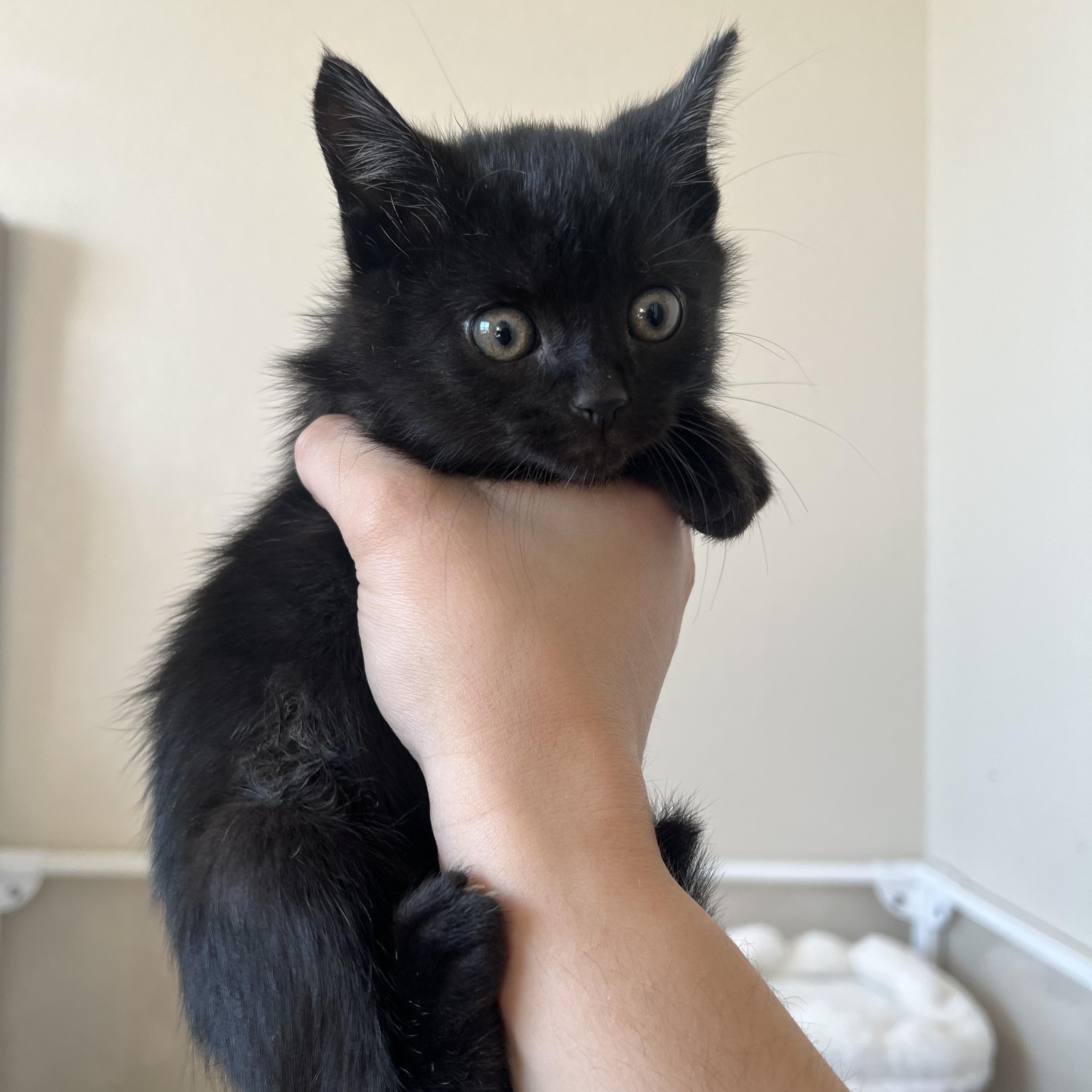 Enlarge Gouda, a ADOPTABLE Domestic Short Hair in jacksonville, FL image 3/4