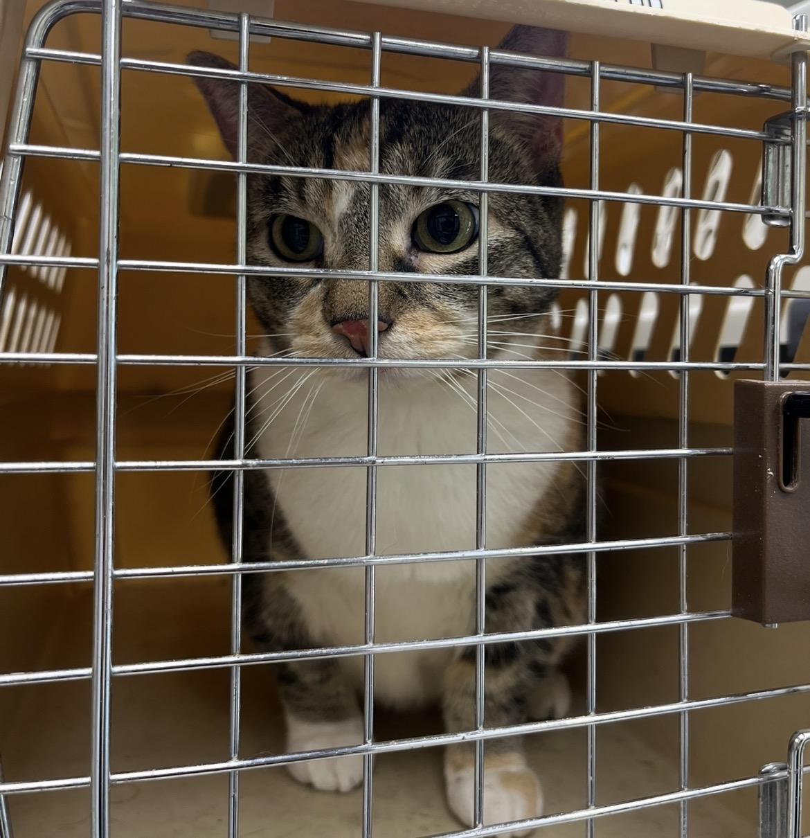 Bella, Adoptable, Adult Female Domestic Short Hair & Torbie.