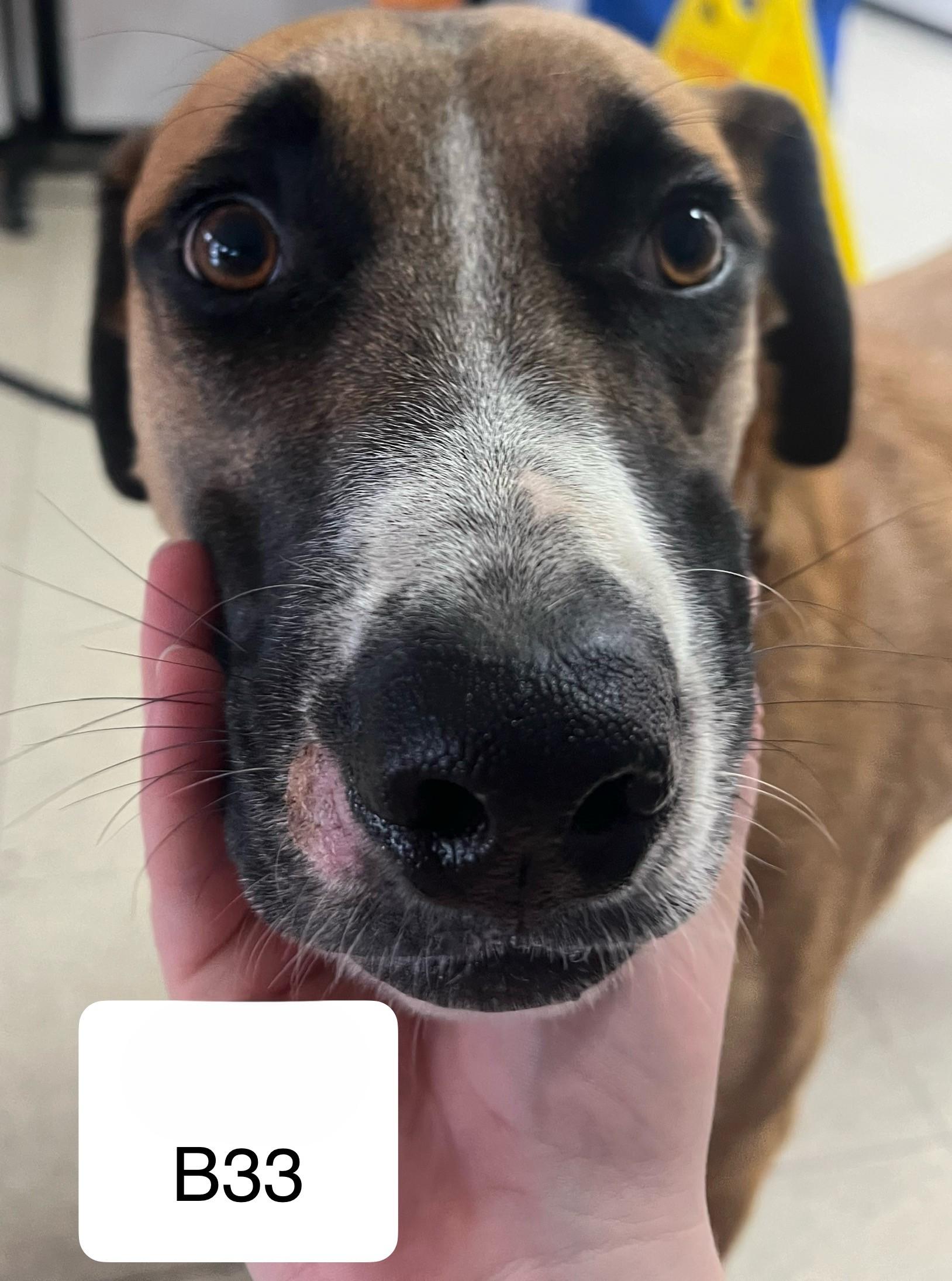 Enlarge Buddy, a ADOPTABLE mixed breed in Morganton, NC image 1/1