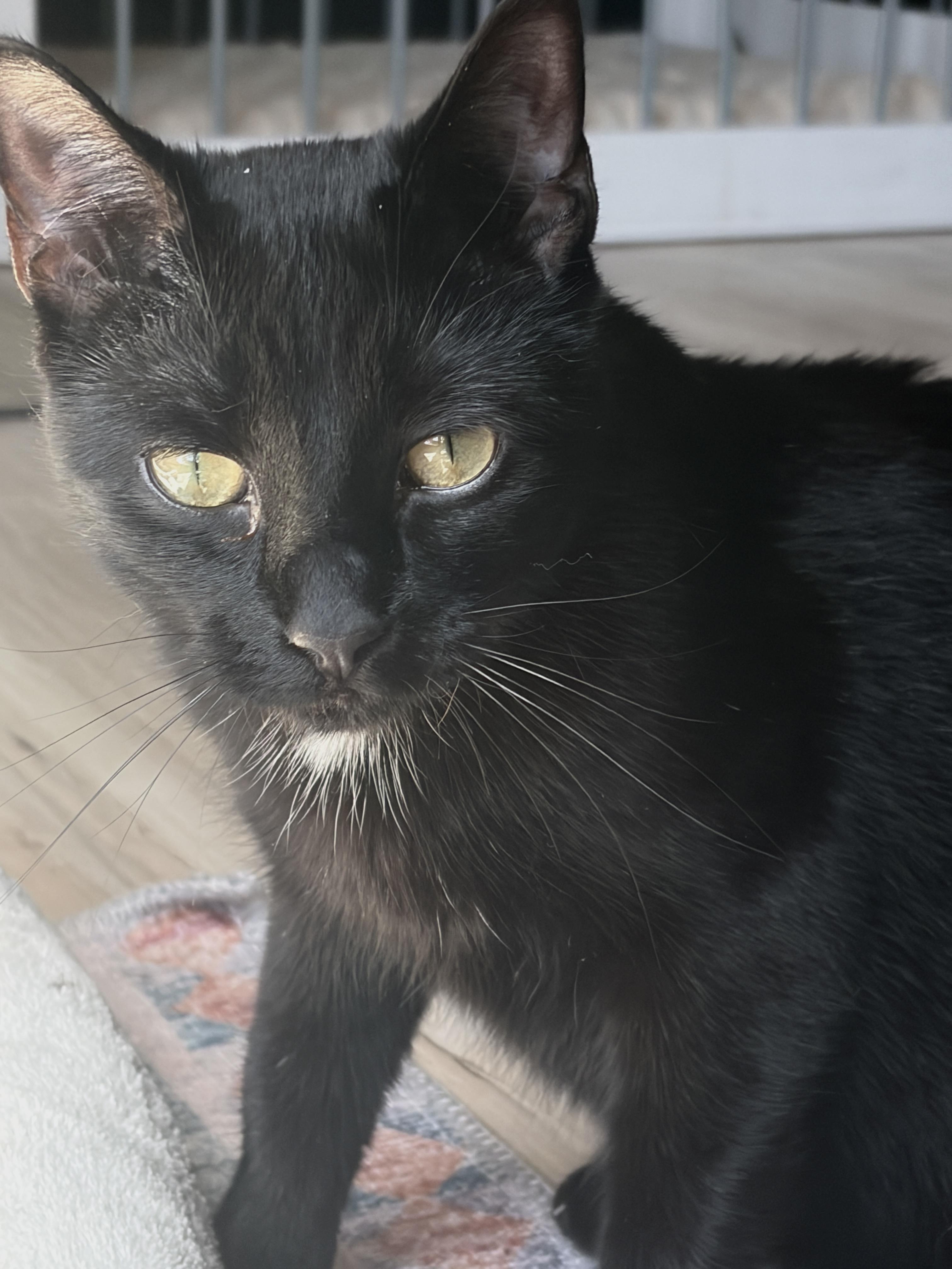 Sameera, adoptable, Young Female Domestic Short Hair.