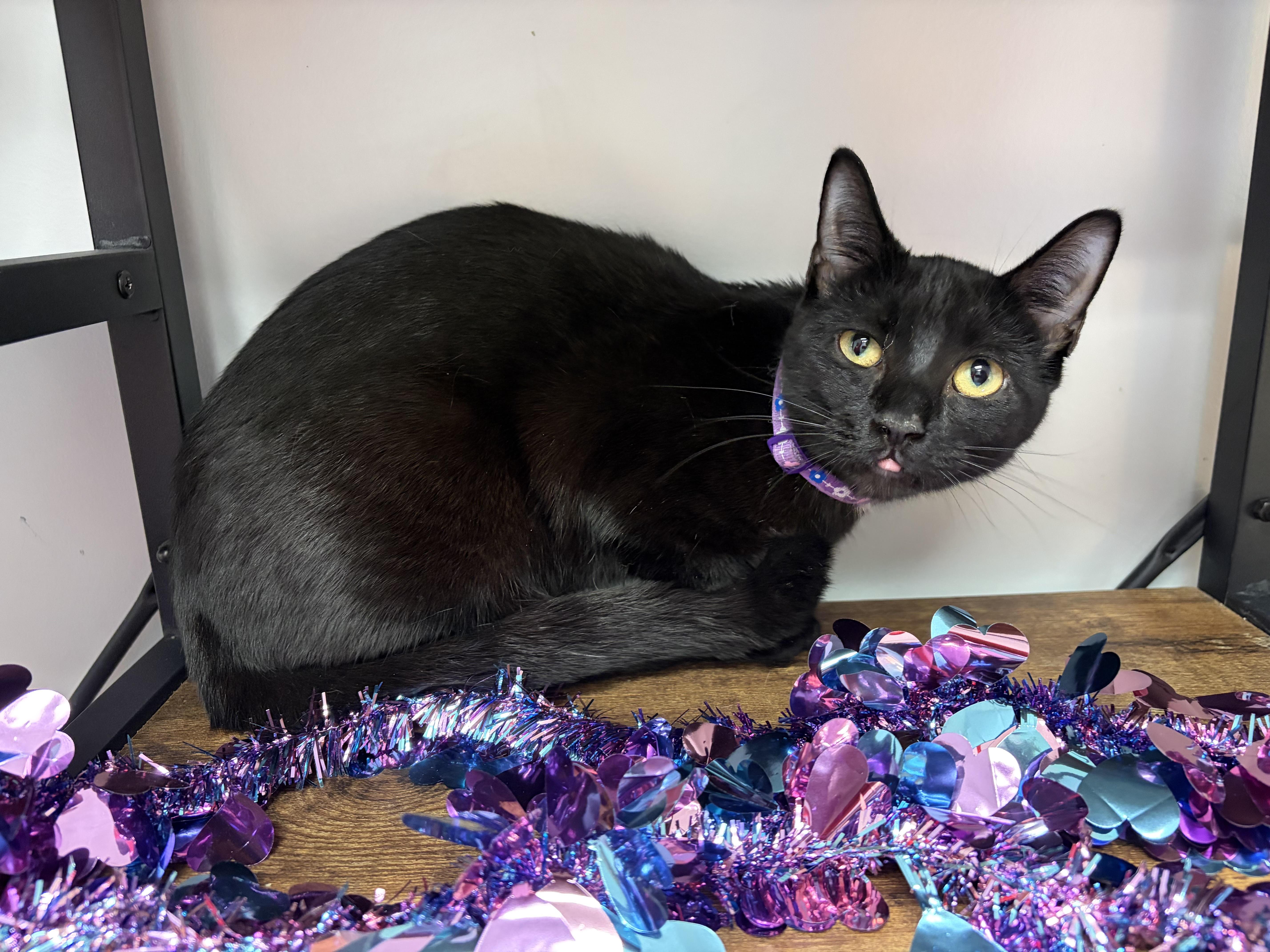Enlarge Sameera, an adoptable Domestic Short Hair in Lemont, IL image 2/2
