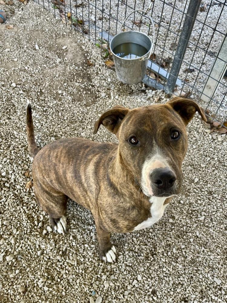 Elsa, Adoptable, Adult Female German Shepherd Dog & Border Collie.