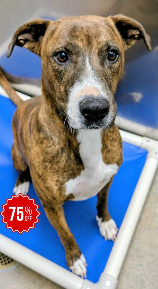 Elsa, a Adoptable mixed breed in Bolivar, MO image 2/6